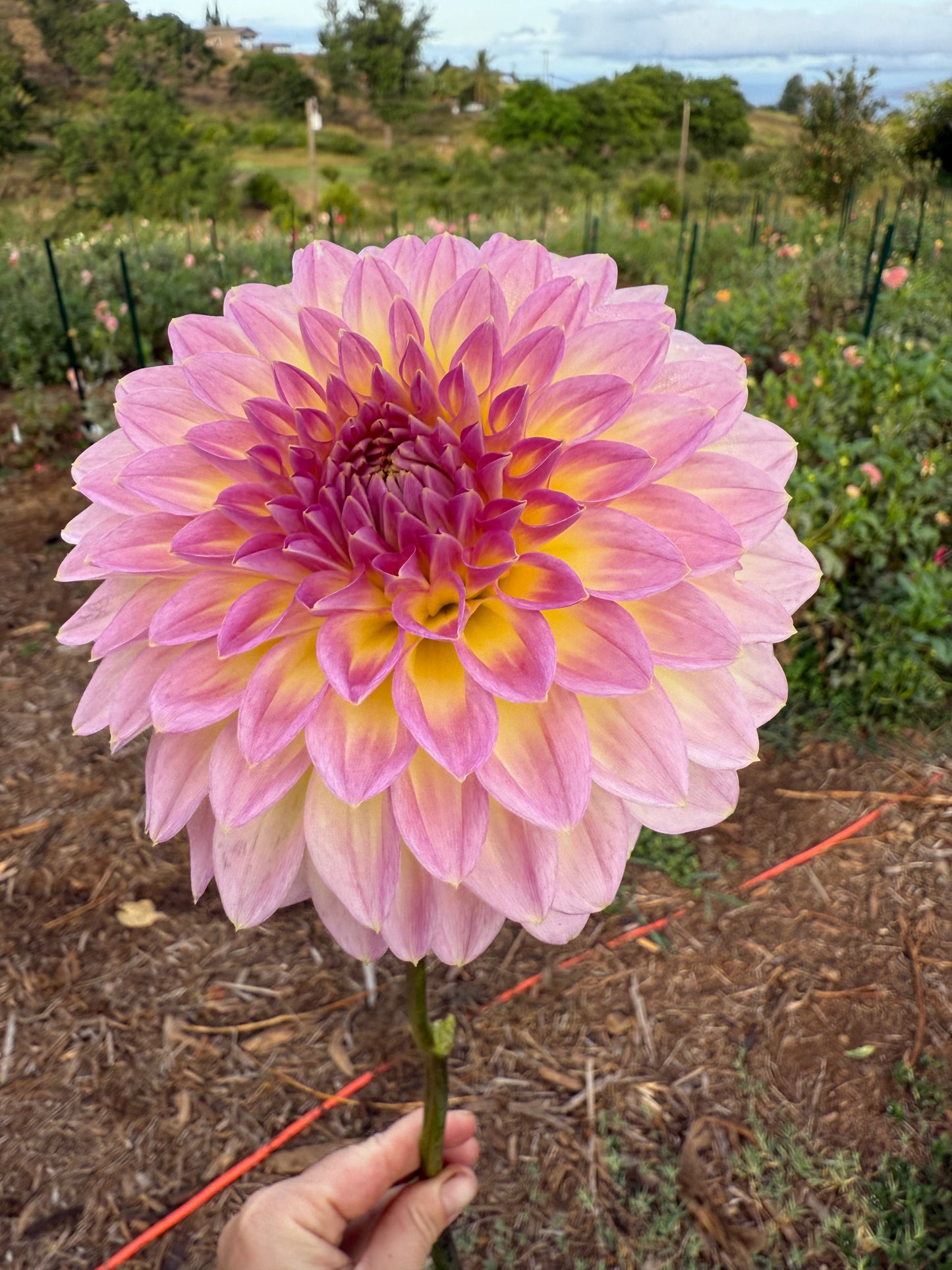 DAHLIA BQ JERRY