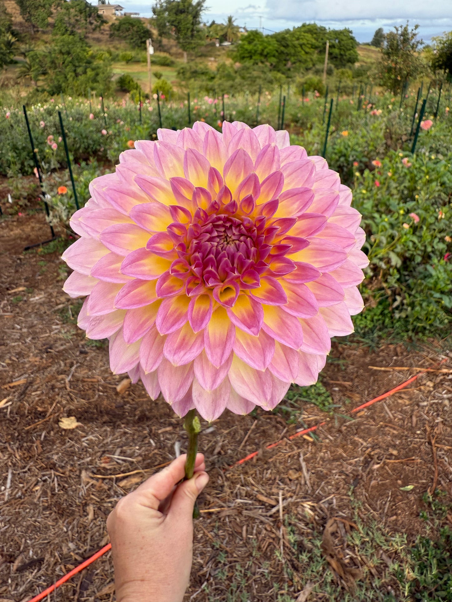 DAHLIA BQ JERRY