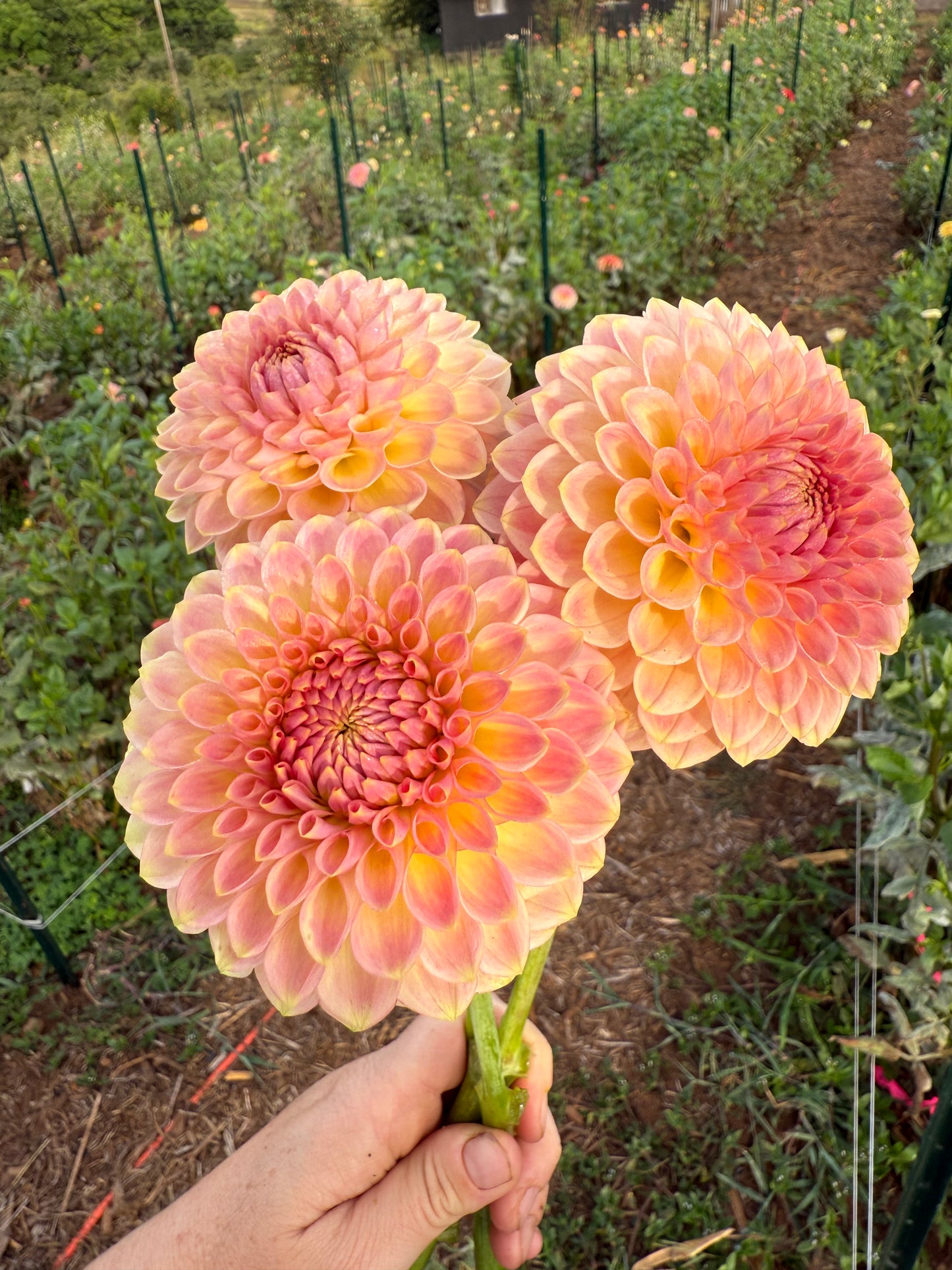 DAHLIA 20TH AVE SOFTER PEACH