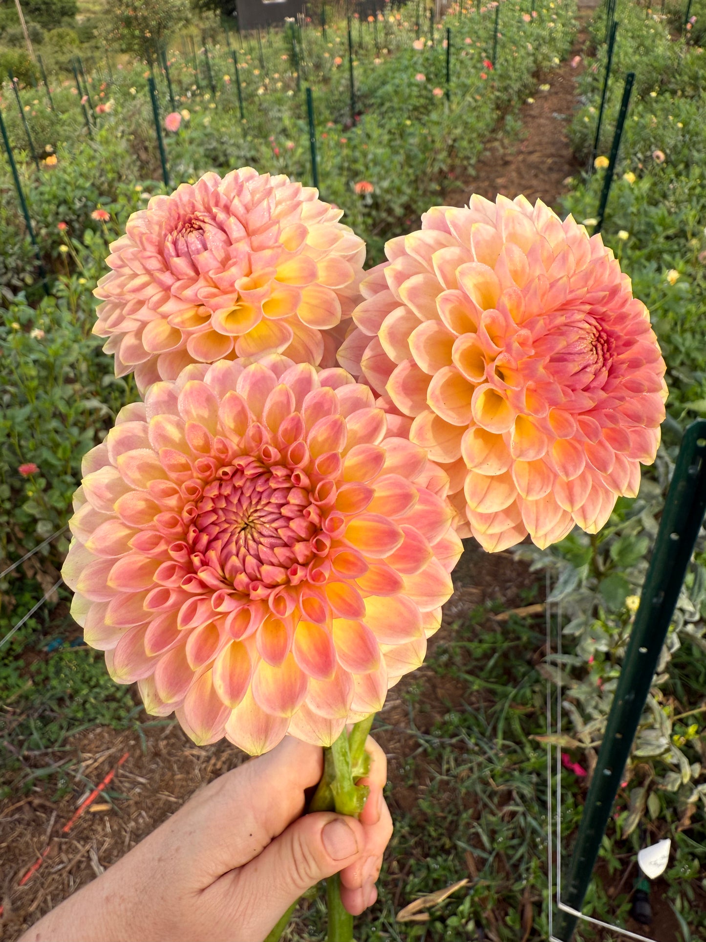 DAHLIA 20TH AVE SOFTER PEACH