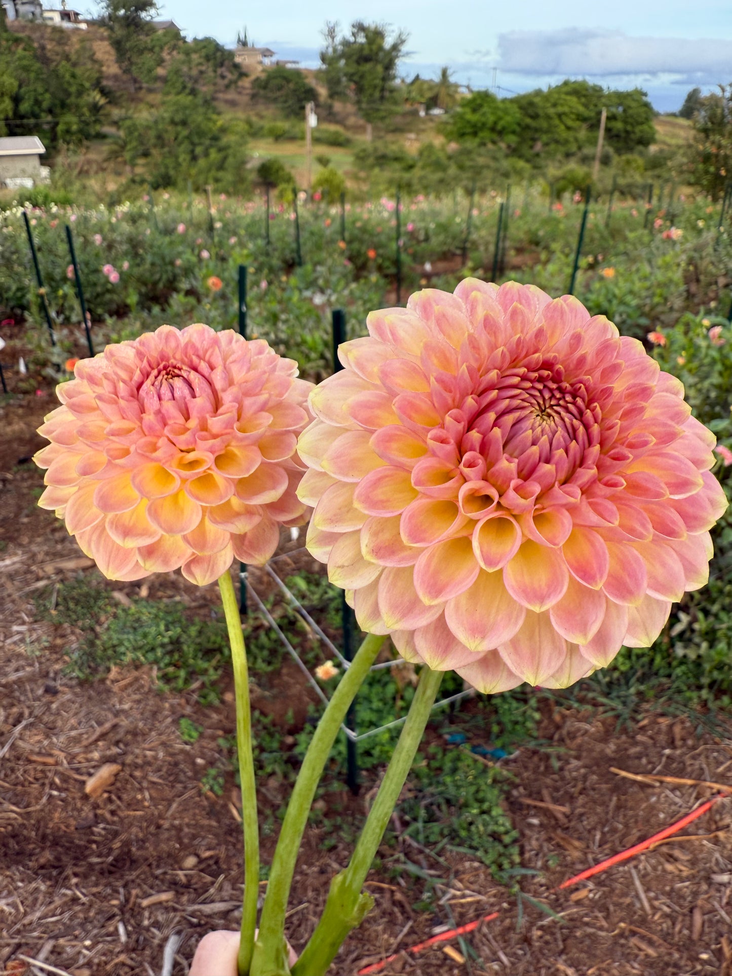 DAHLIA 20TH AVE SOFTER PEACH