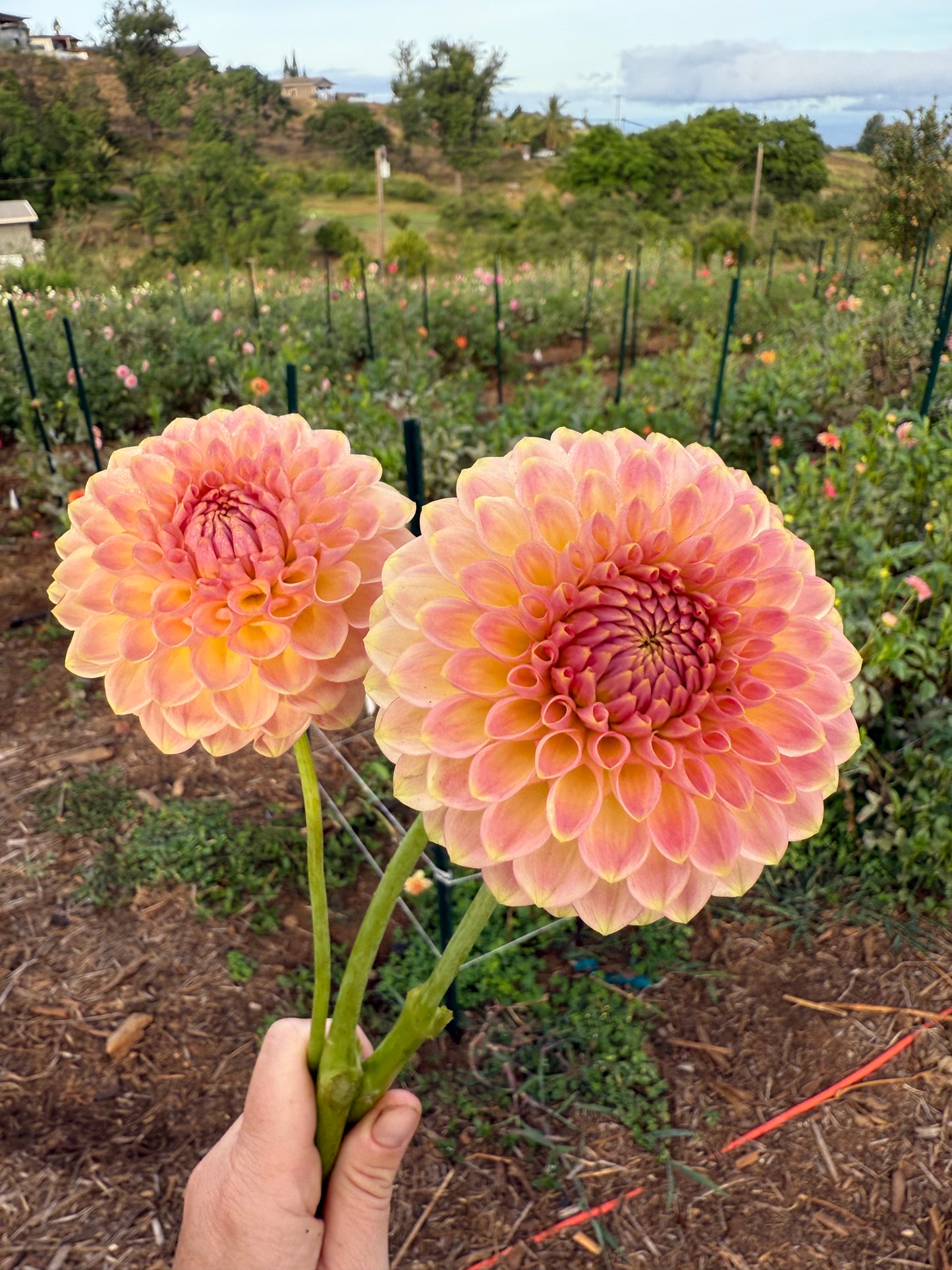 DAHLIA 20TH AVE SOFTER PEACH
