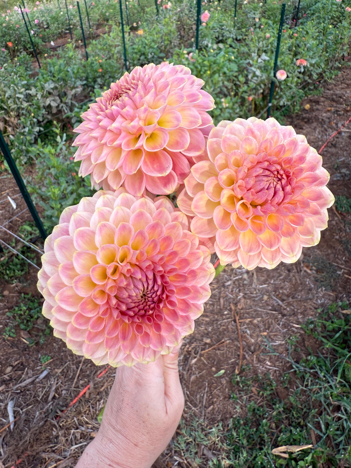 DAHLIA 20TH AVE SOFTER PEACH