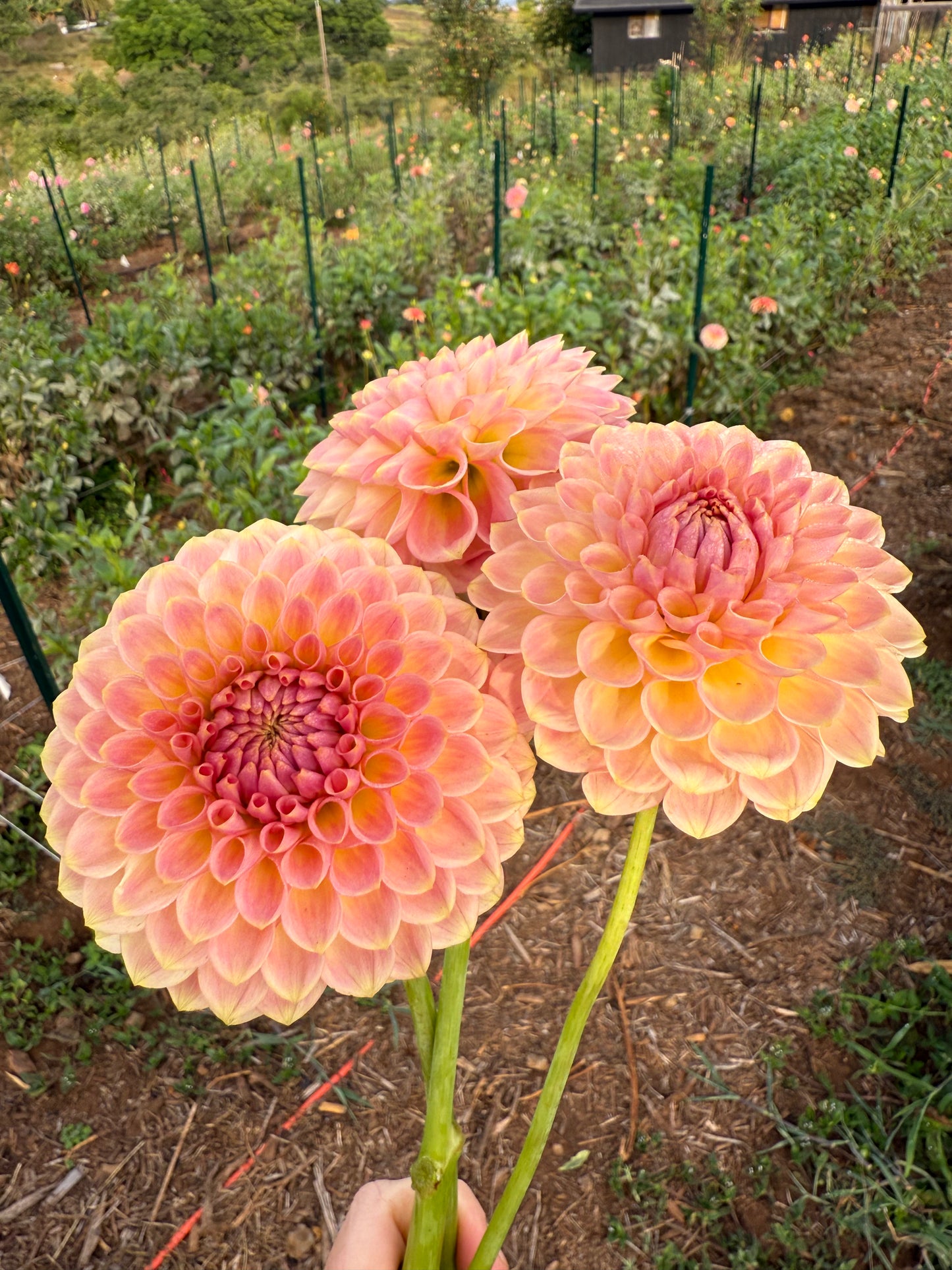 DAHLIA 20TH AVE SOFTER PEACH