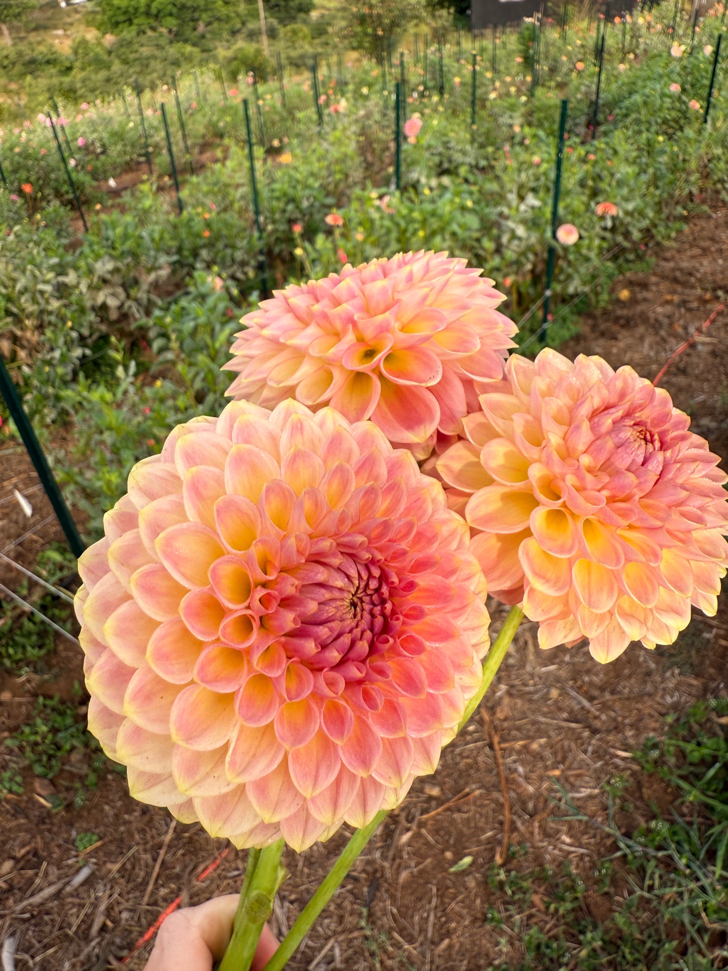 DAHLIA 20TH AVE SOFTER PEACH