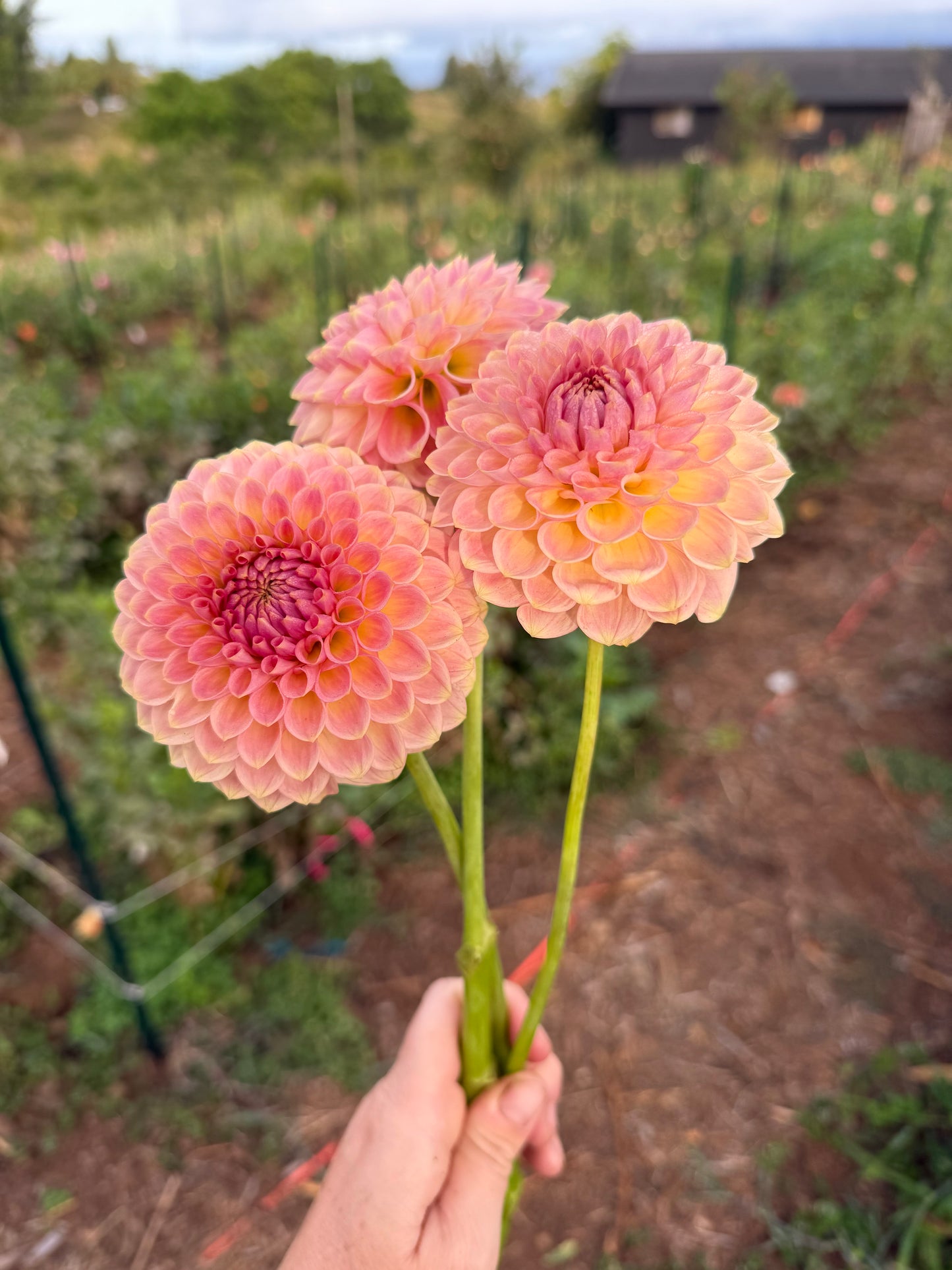 DAHLIA 20TH AVE SOFTER PEACH