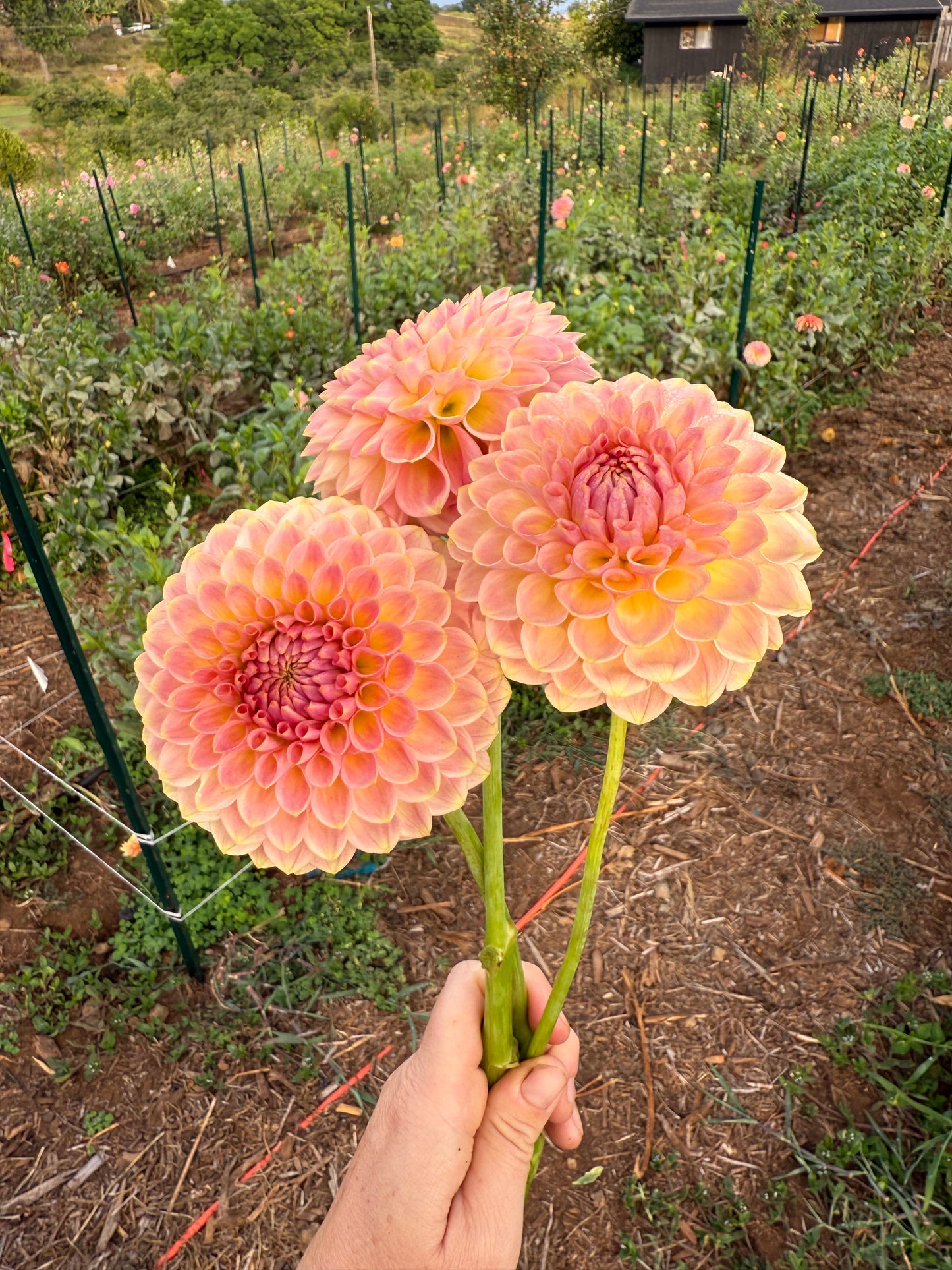 DAHLIA 20TH AVE SOFTER PEACH