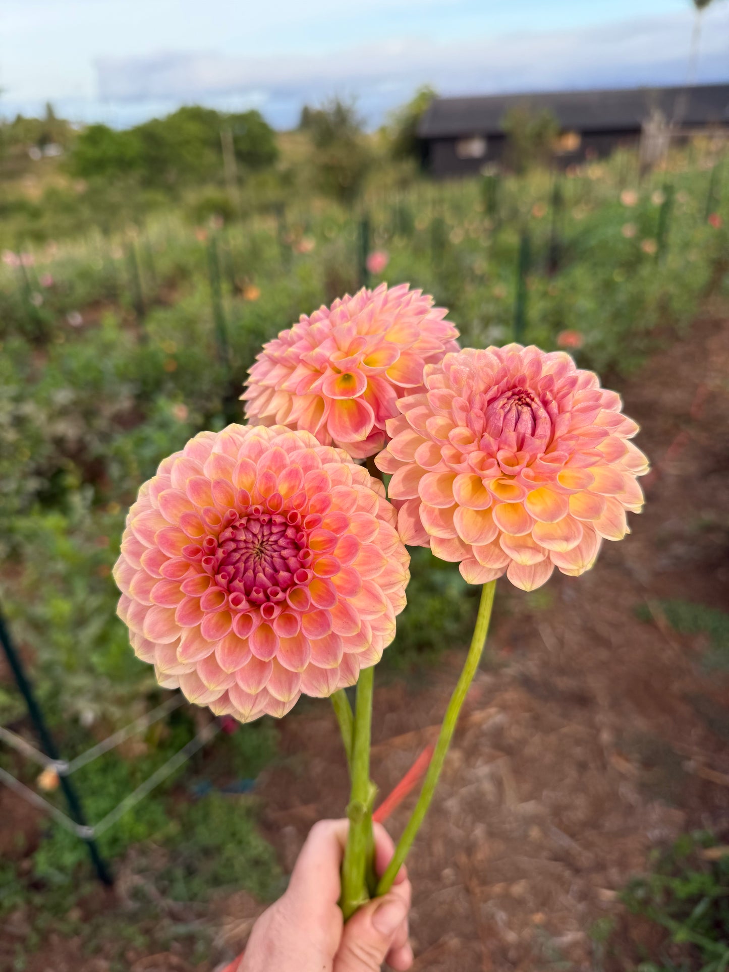 DAHLIA 20TH AVE SOFTER PEACH