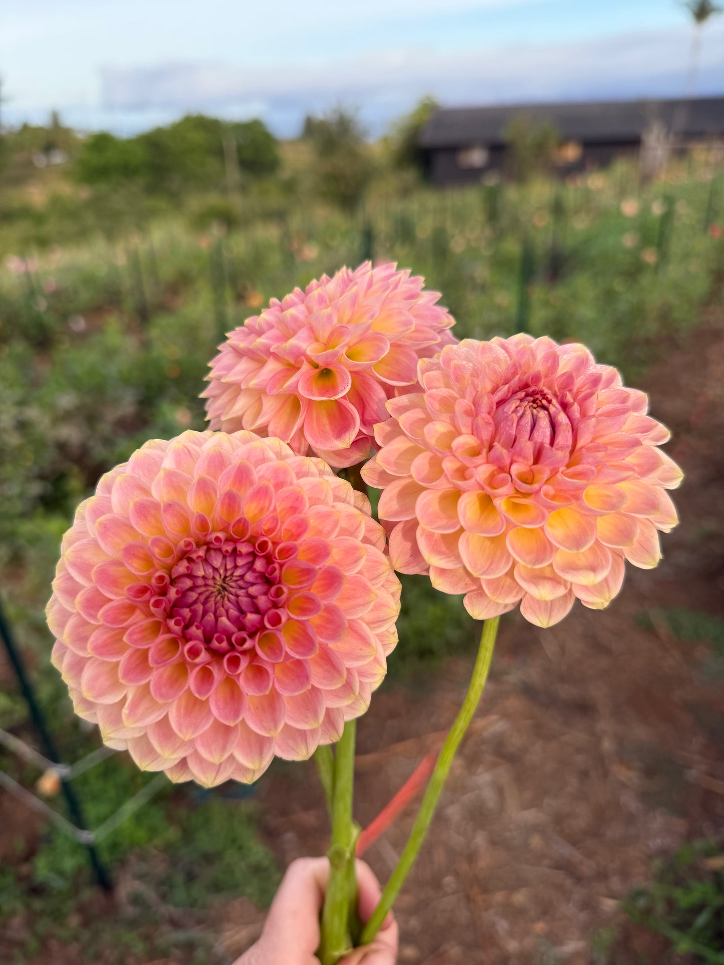DAHLIA 20TH AVE SOFTER PEACH