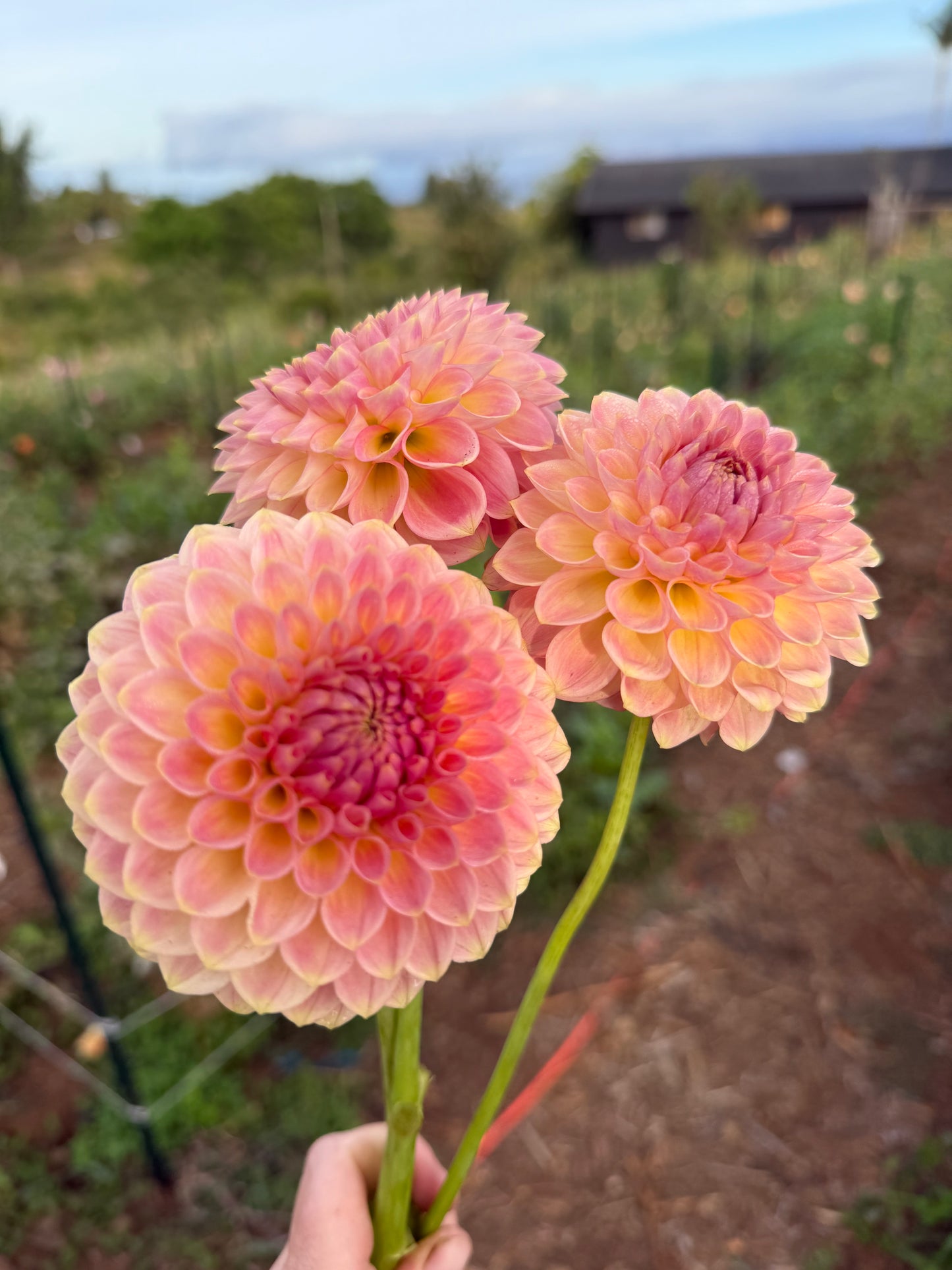 DAHLIA 20TH AVE SOFTER PEACH