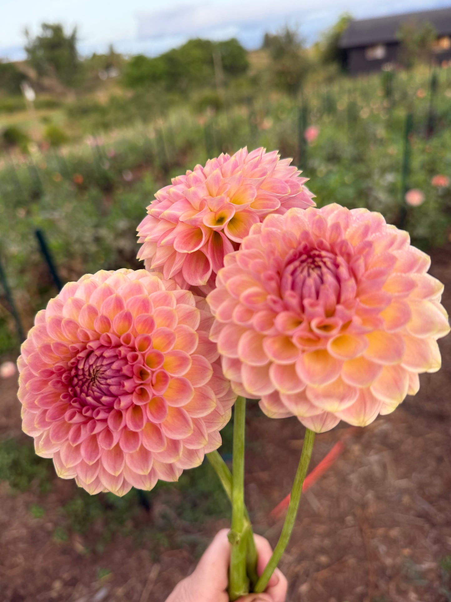 DAHLIA 20TH AVE SOFTER PEACH