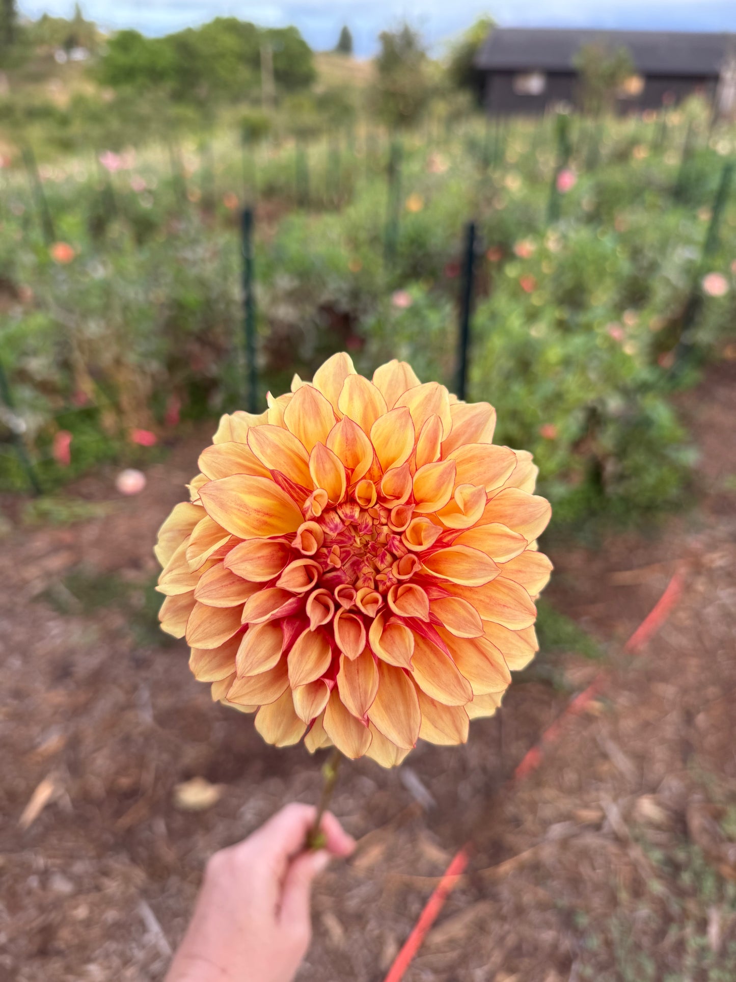 DAHLIA BLOOMQUIST GLOBE