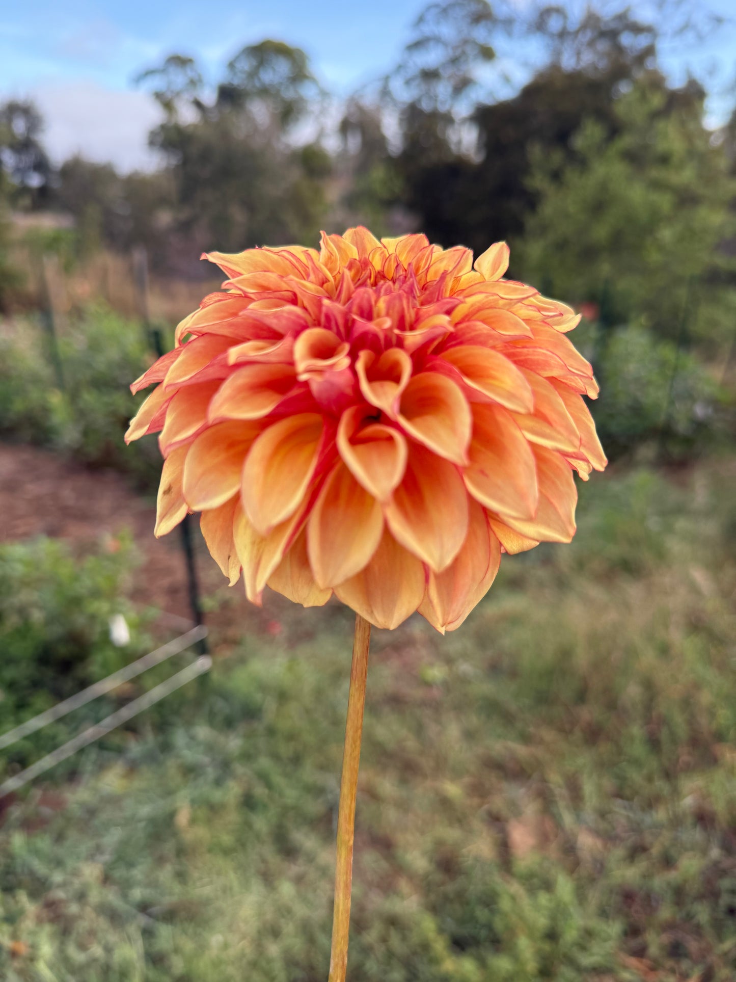 DAHLIA BLOOMQUIST GLOBE