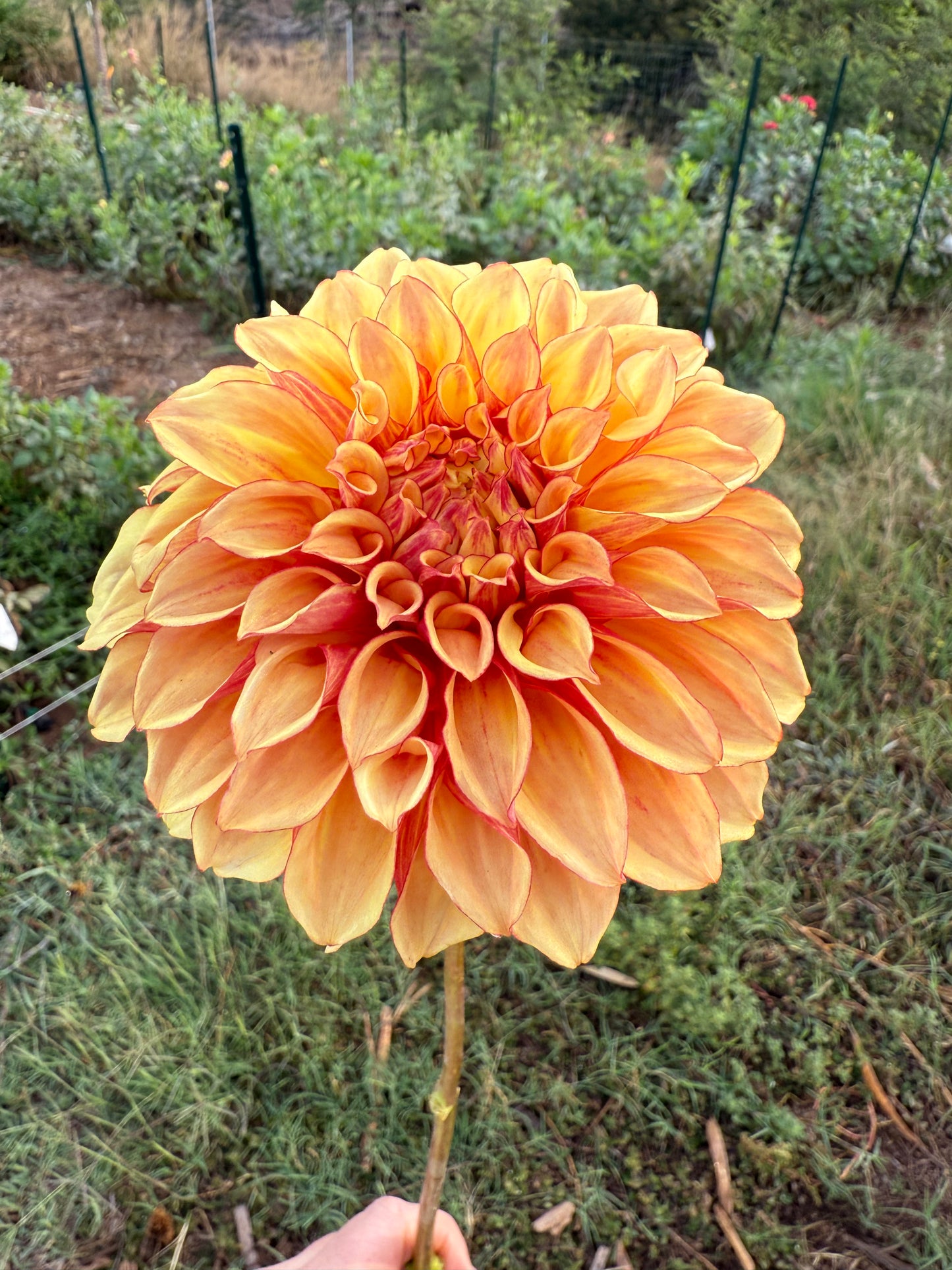 DAHLIA BLOOMQUIST GLOBE