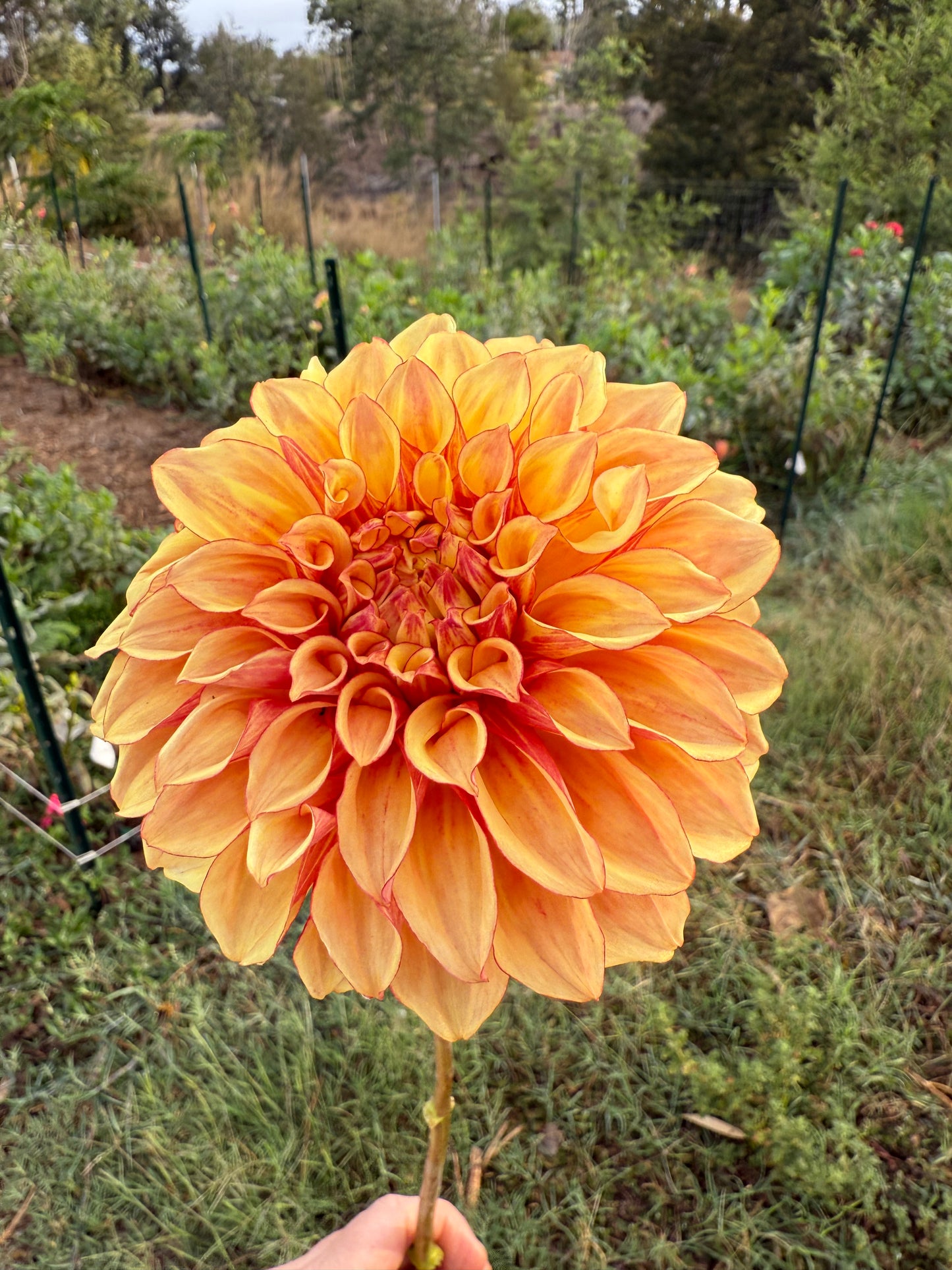 DAHLIA BLOOMQUIST GLOBE