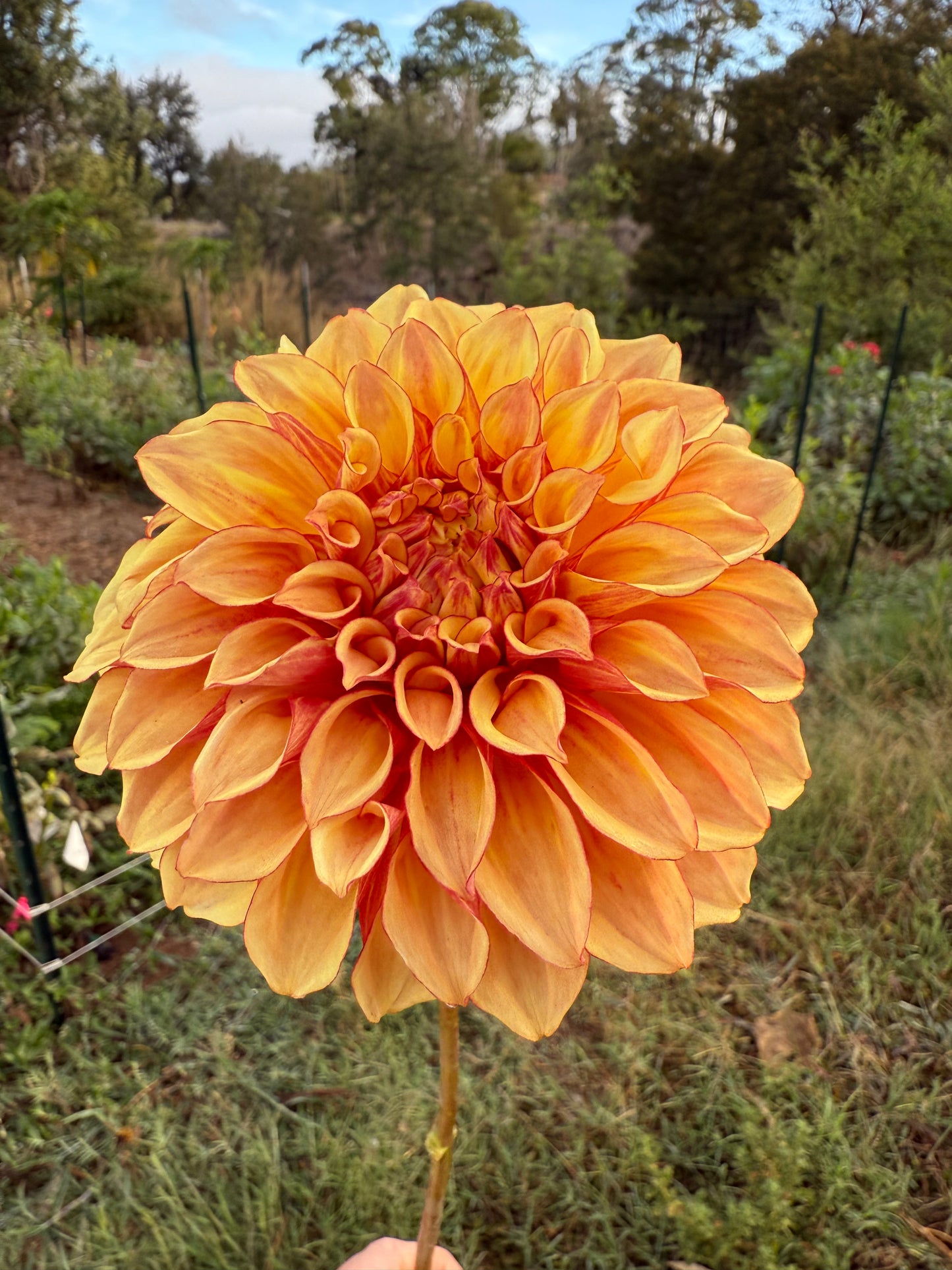 DAHLIA BLOOMQUIST GLOBE