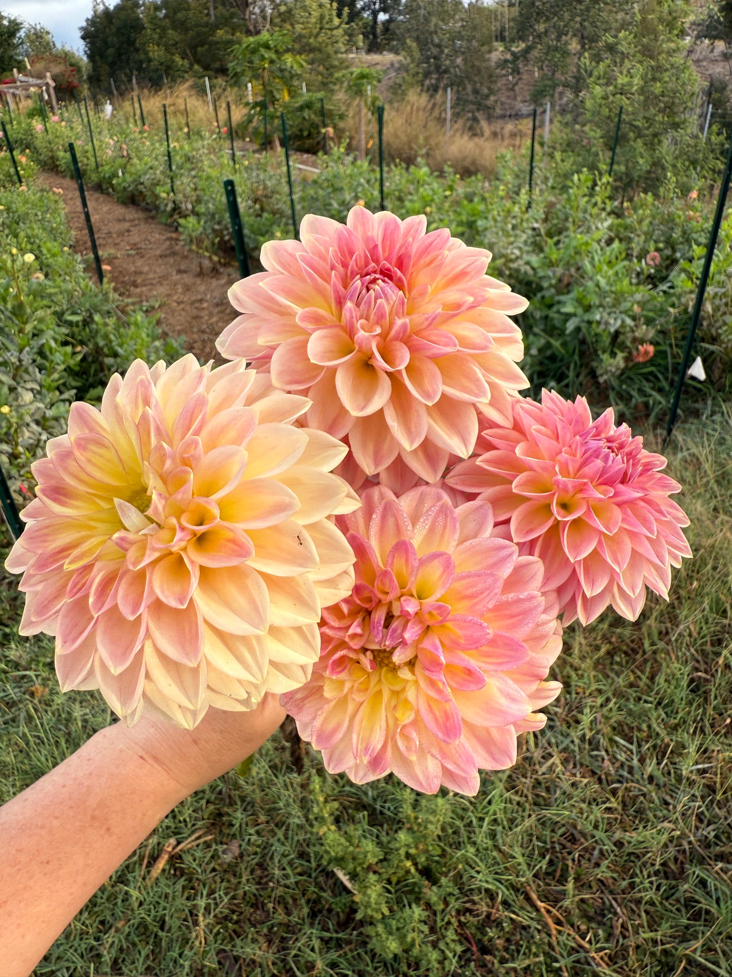 DAHLIA BLOOMQUIST ALAN