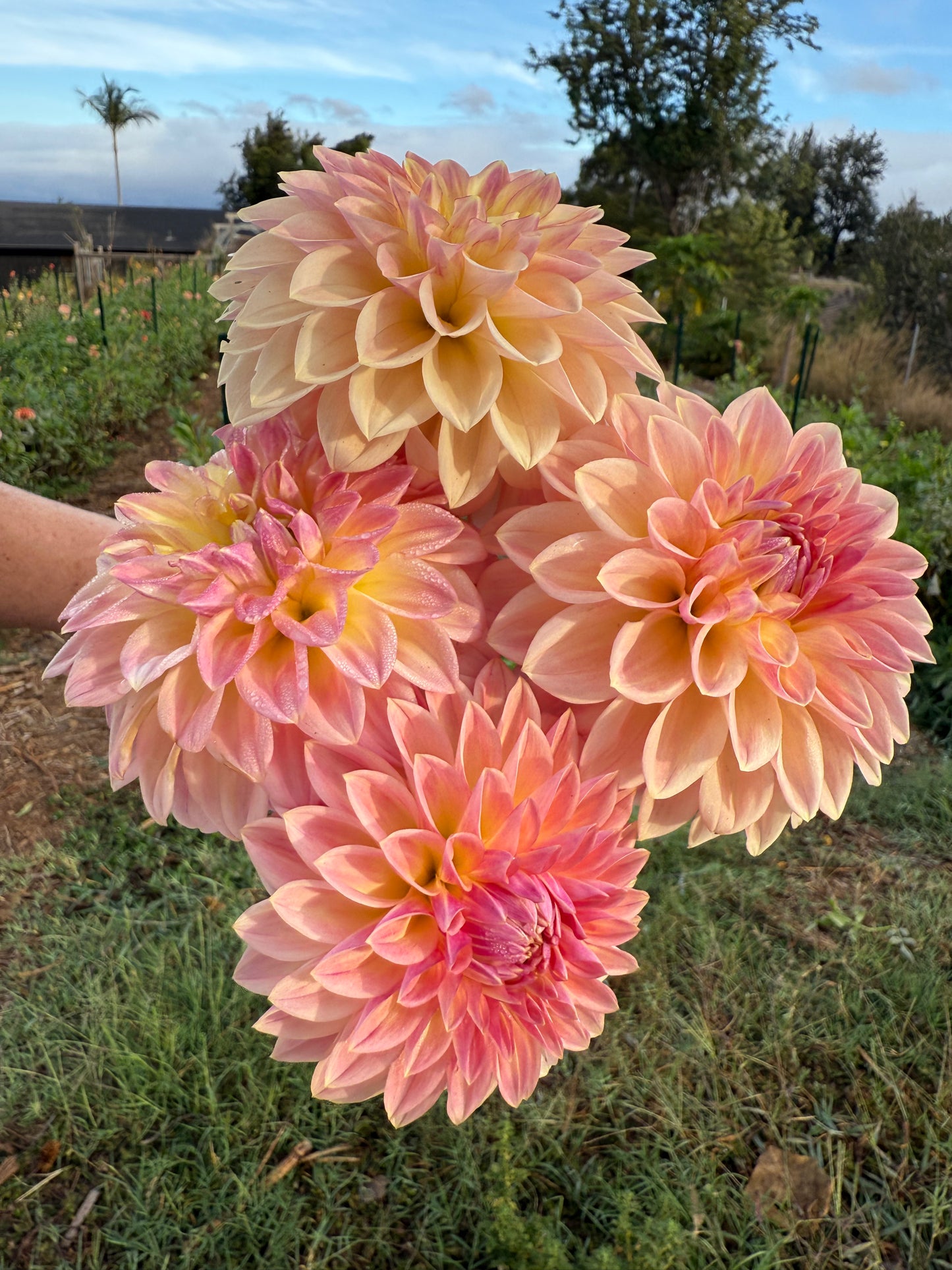 DAHLIA BLOOMQUIST ALAN