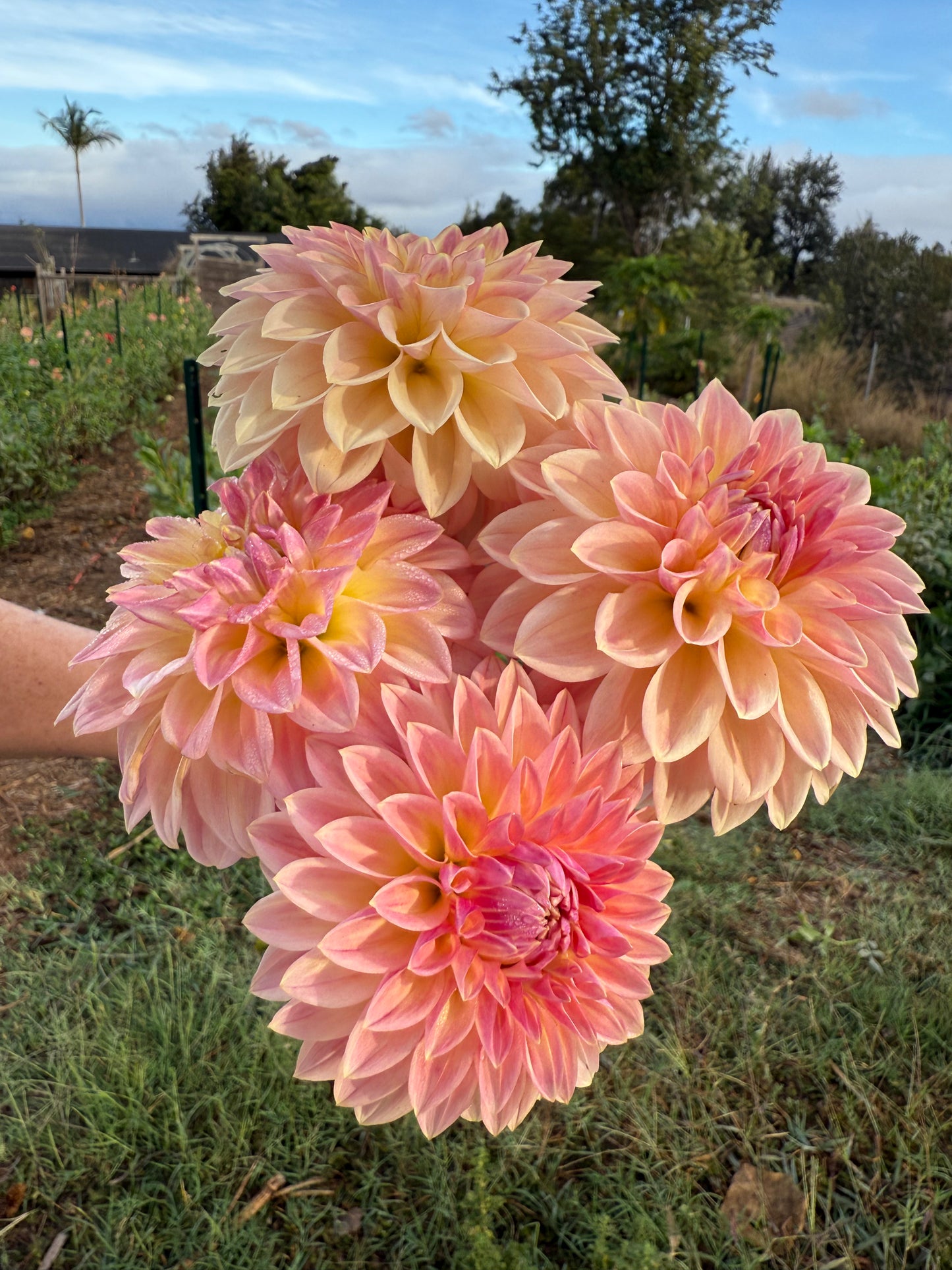 DAHLIA BLOOMQUIST ALAN