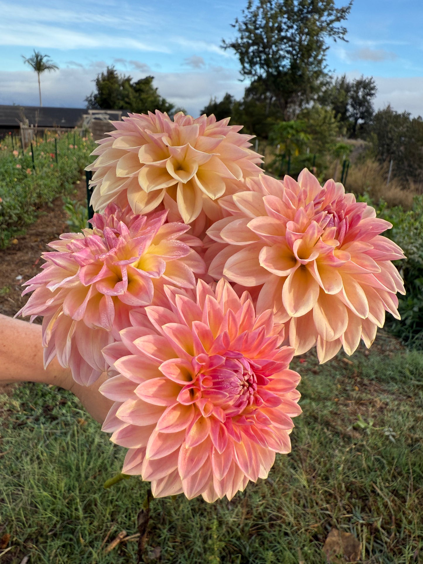 DAHLIA BLOOMQUIST ALAN
