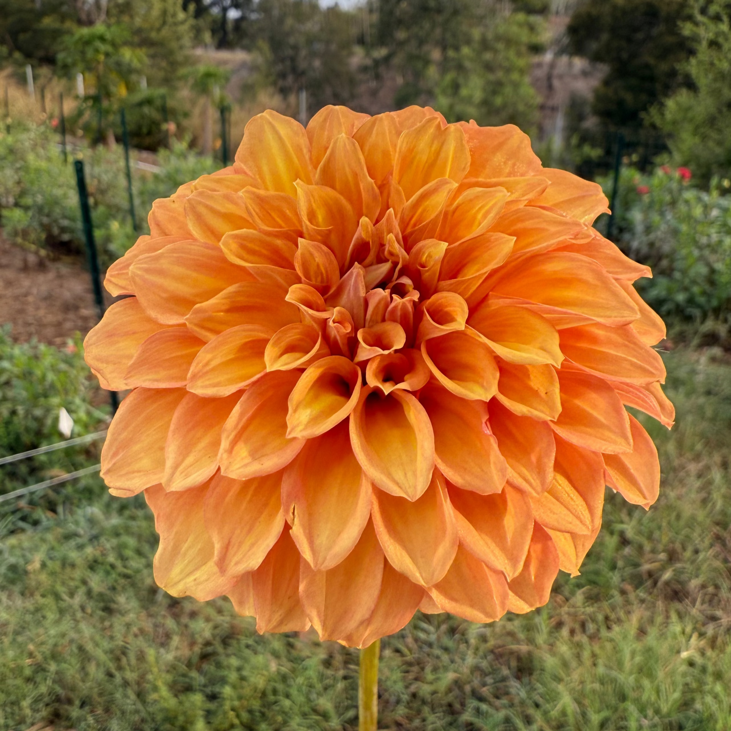 DAHLIA BLOOMQUIST MANDRAKE
