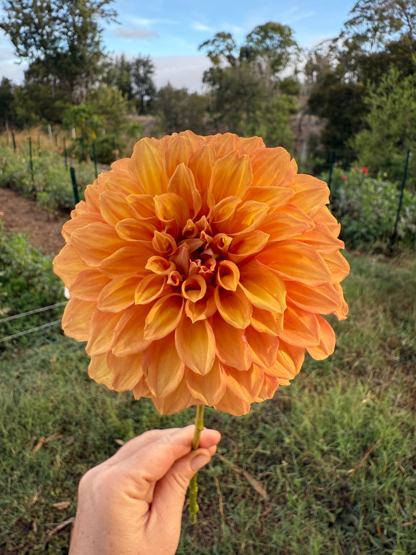 DAHLIA BLOOMQUIST MANDRAKE