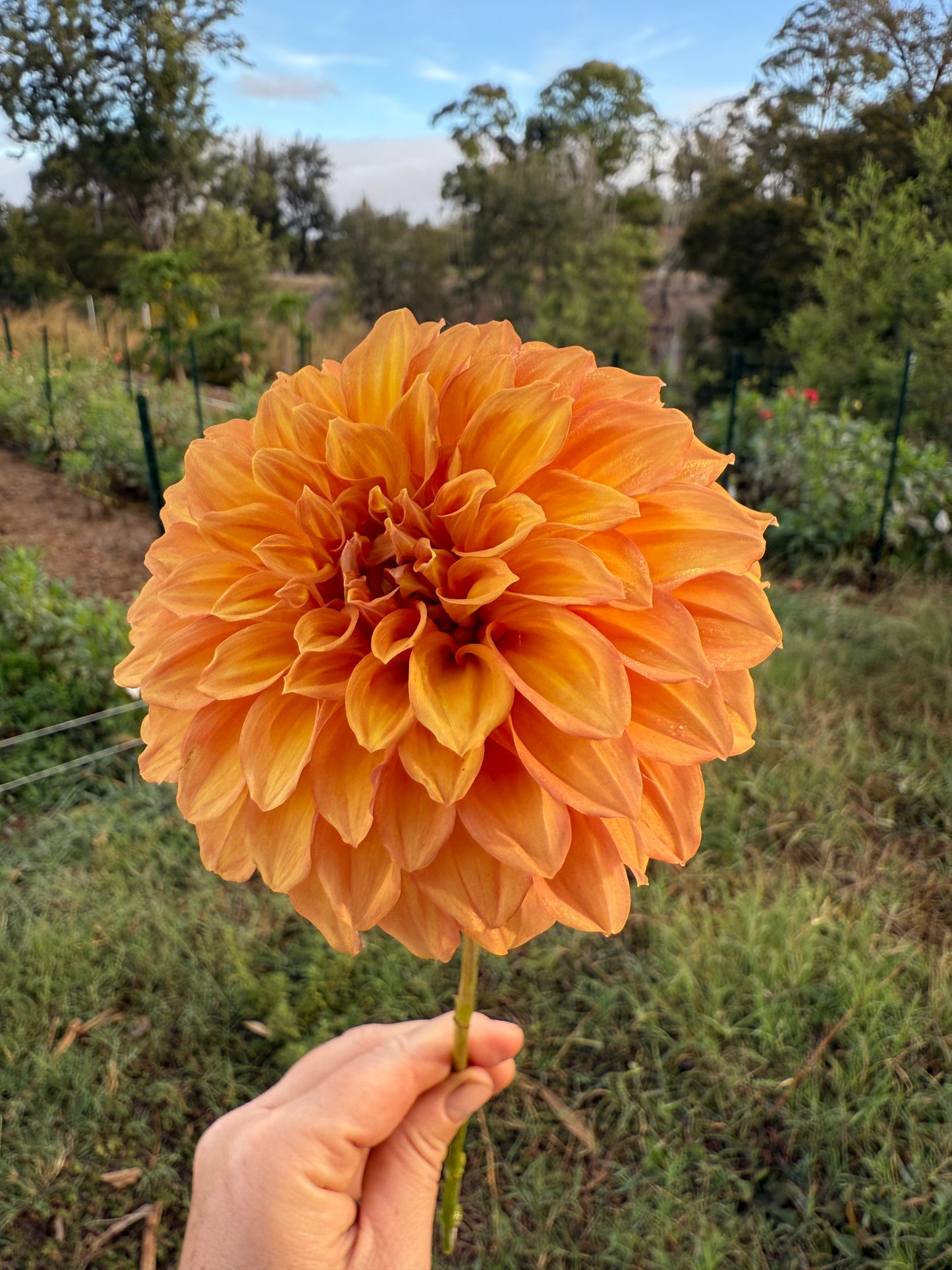 DAHLIA BLOOMQUIST MANDRAKE