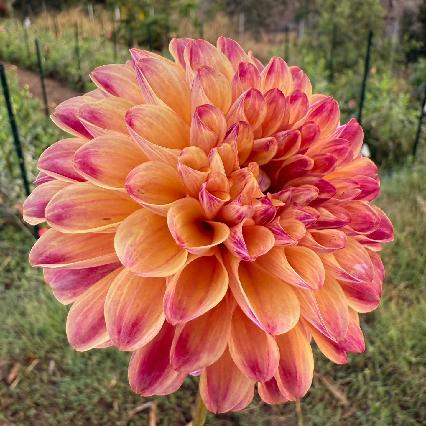 DAHLIA CT PENNY