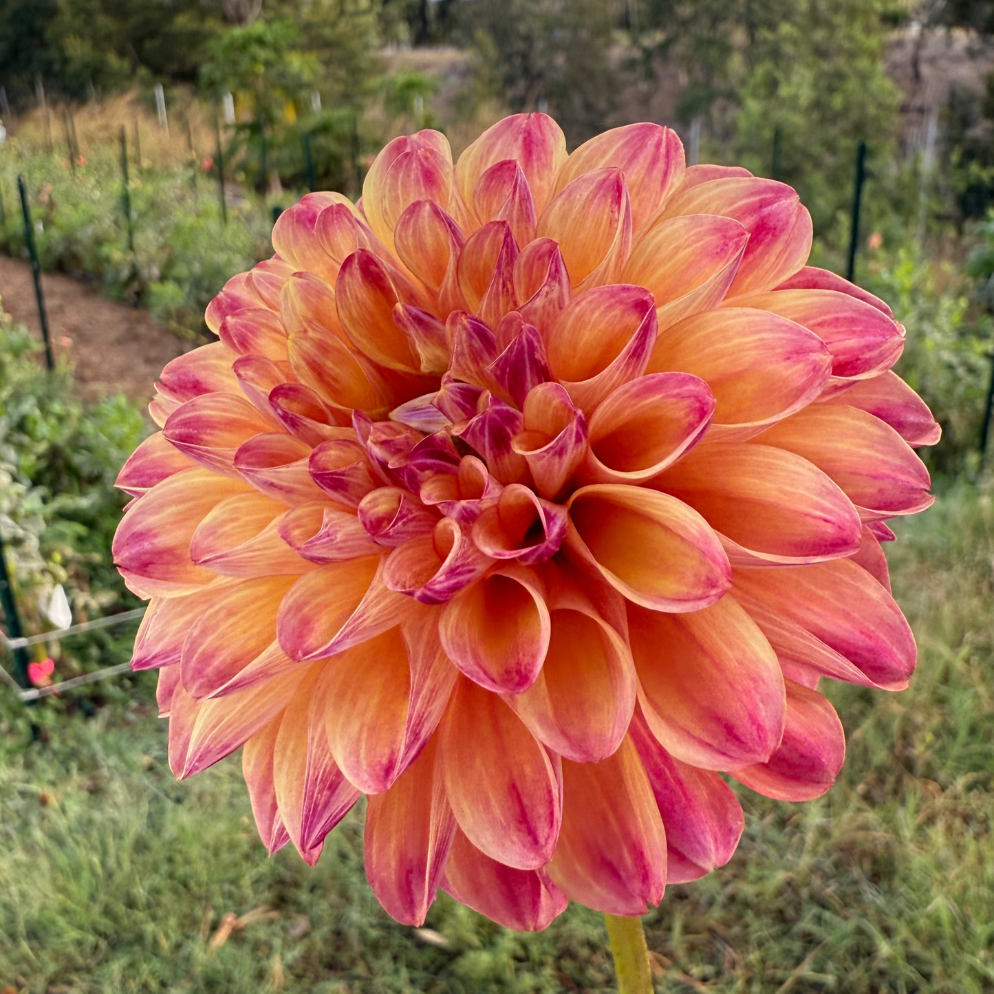 DAHLIA CT PENNY