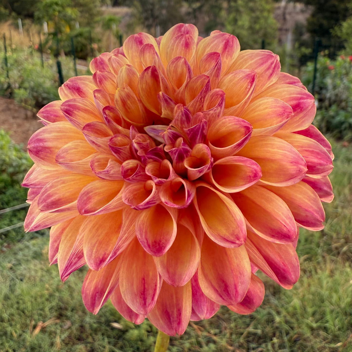 DAHLIA CT PENNY