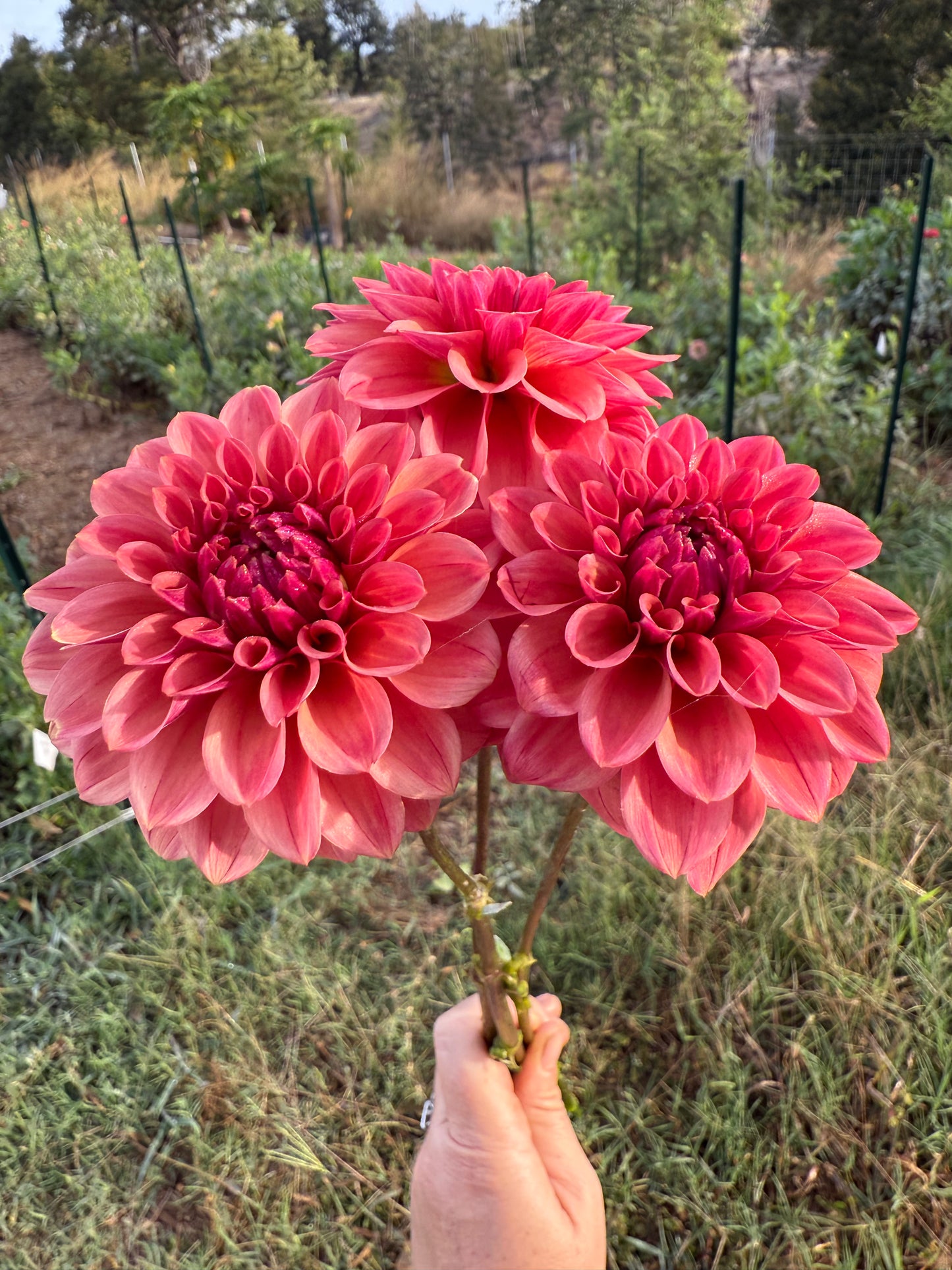 DAHLIA ICED TEA