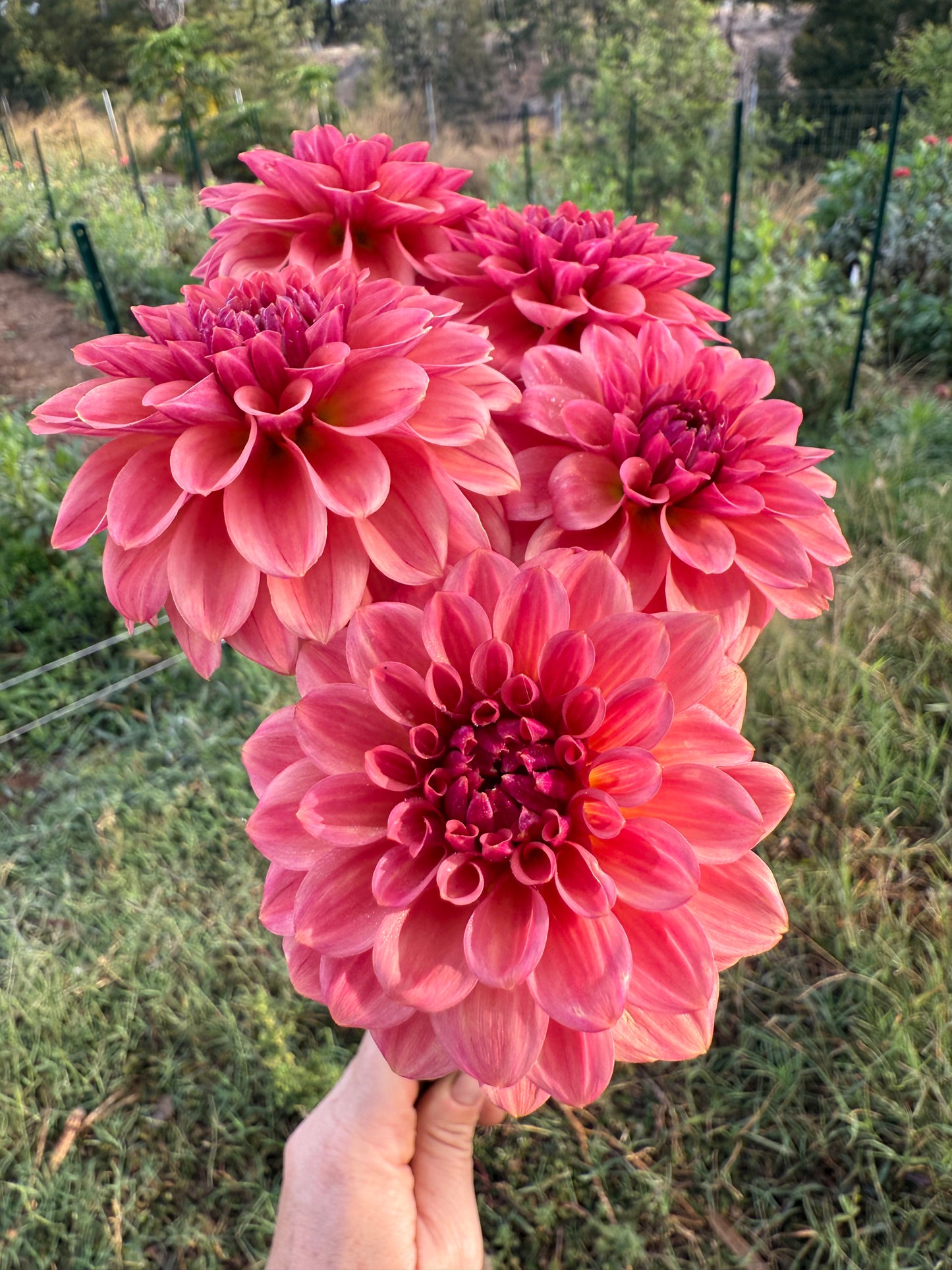 DAHLIA ICED TEA