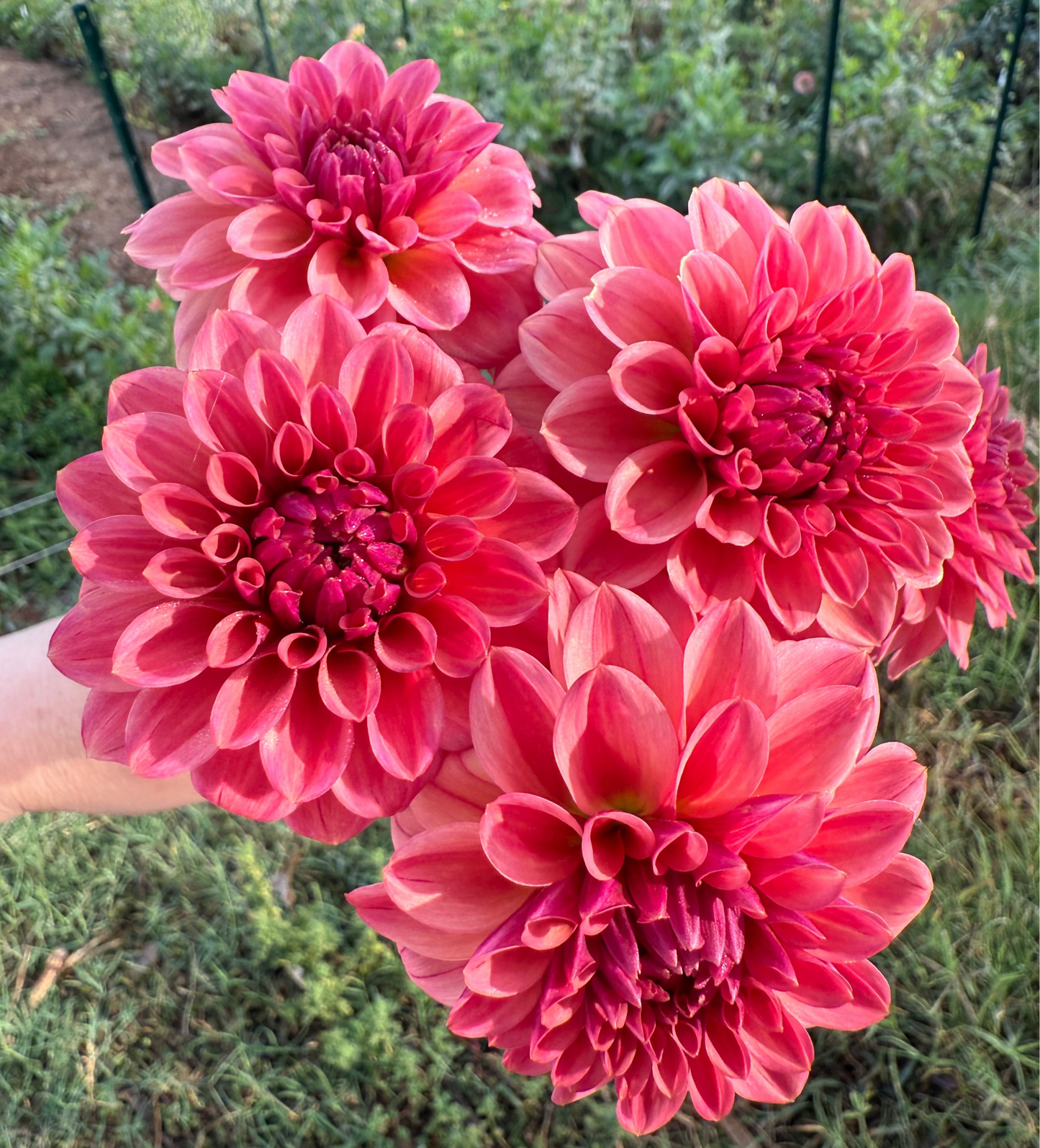 DAHLIA ICED TEA