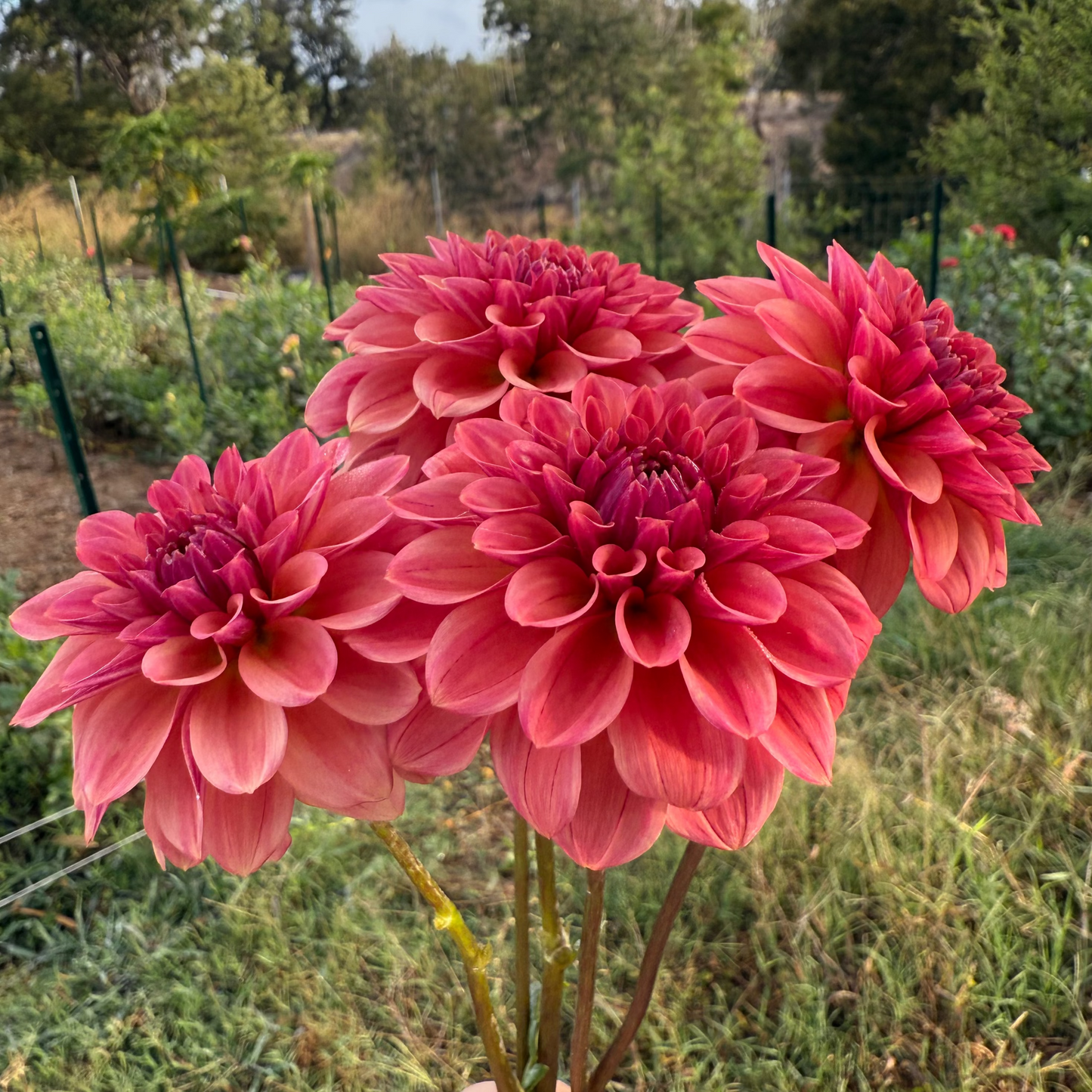 DAHLIA ICED TEA