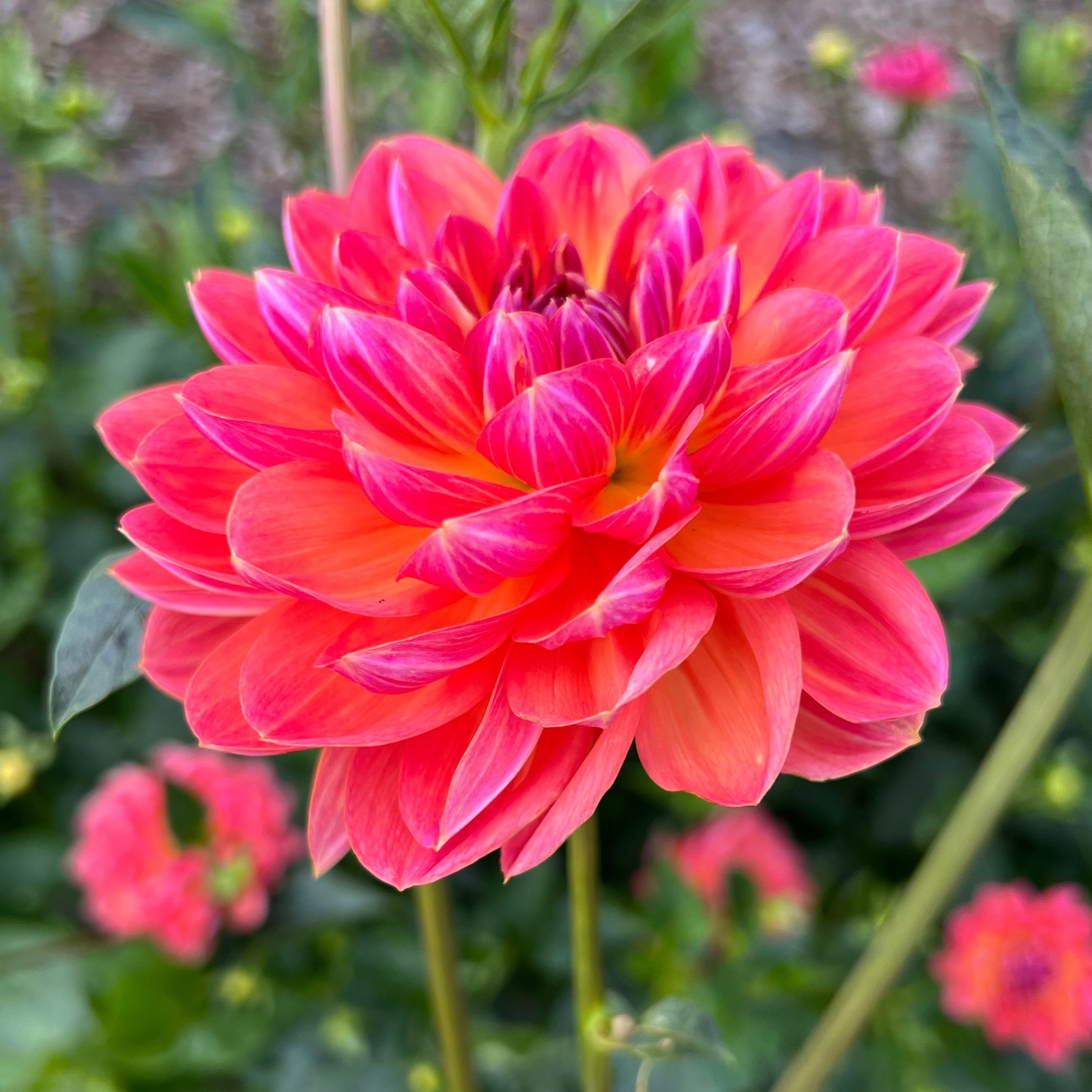 DAHLIA PAM HOWDEN