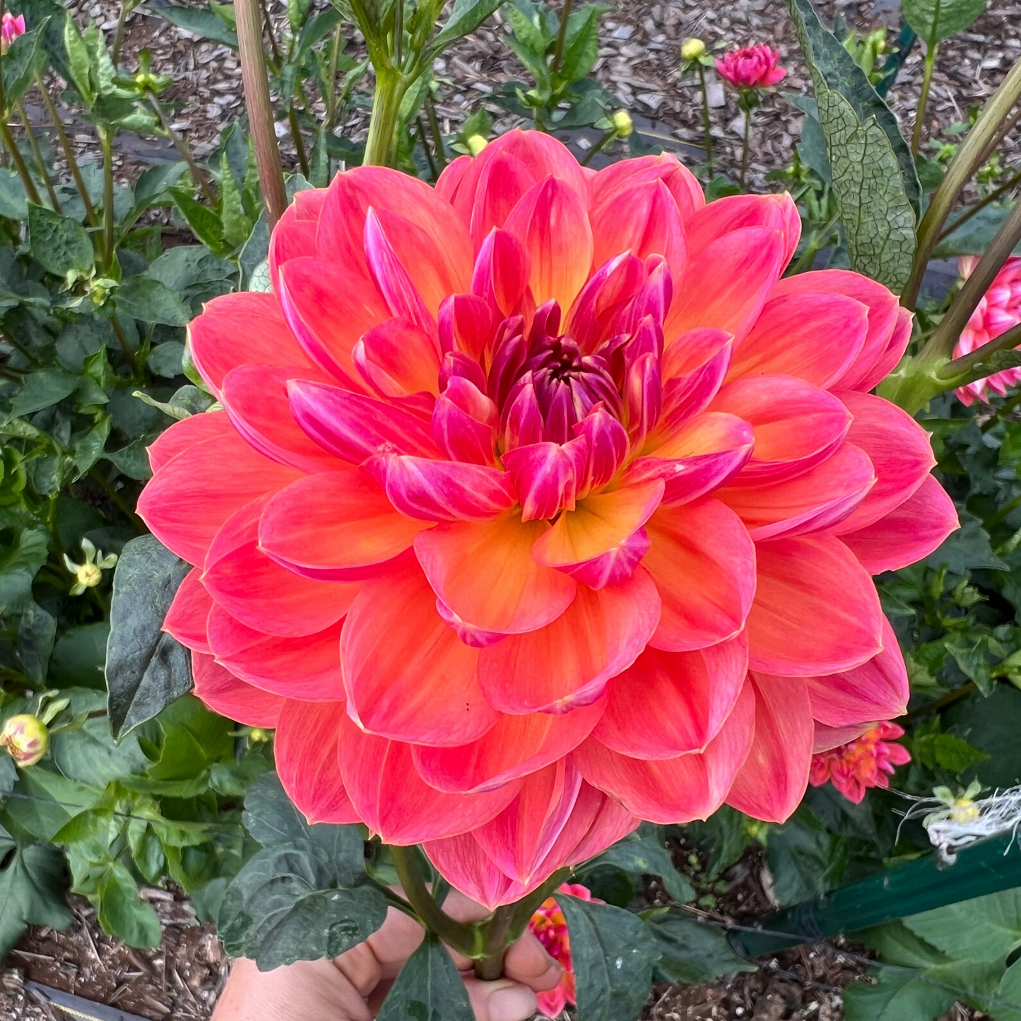 DAHLIA PAM HOWDEN