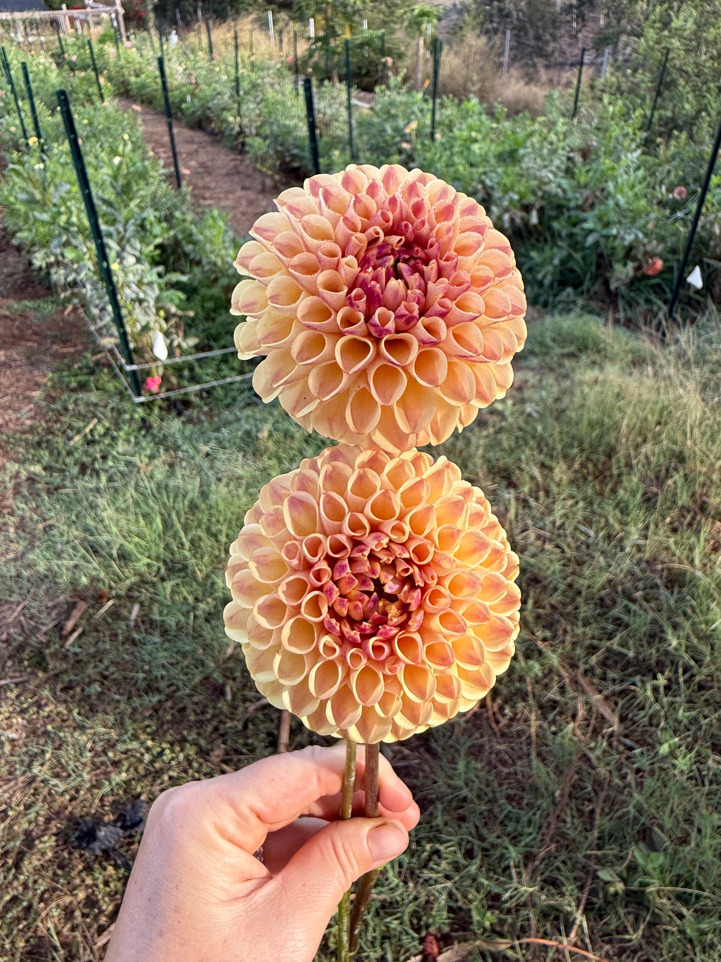 DAHLIA FERNCLIFF SPICE