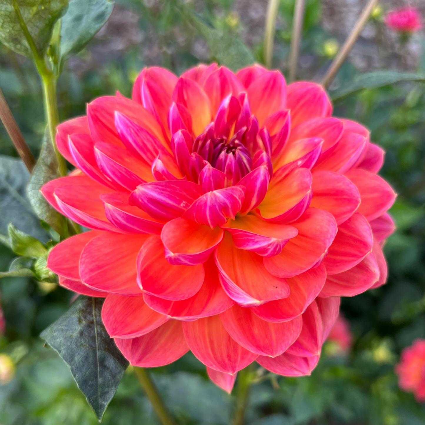 DAHLIA PAM HOWDEN