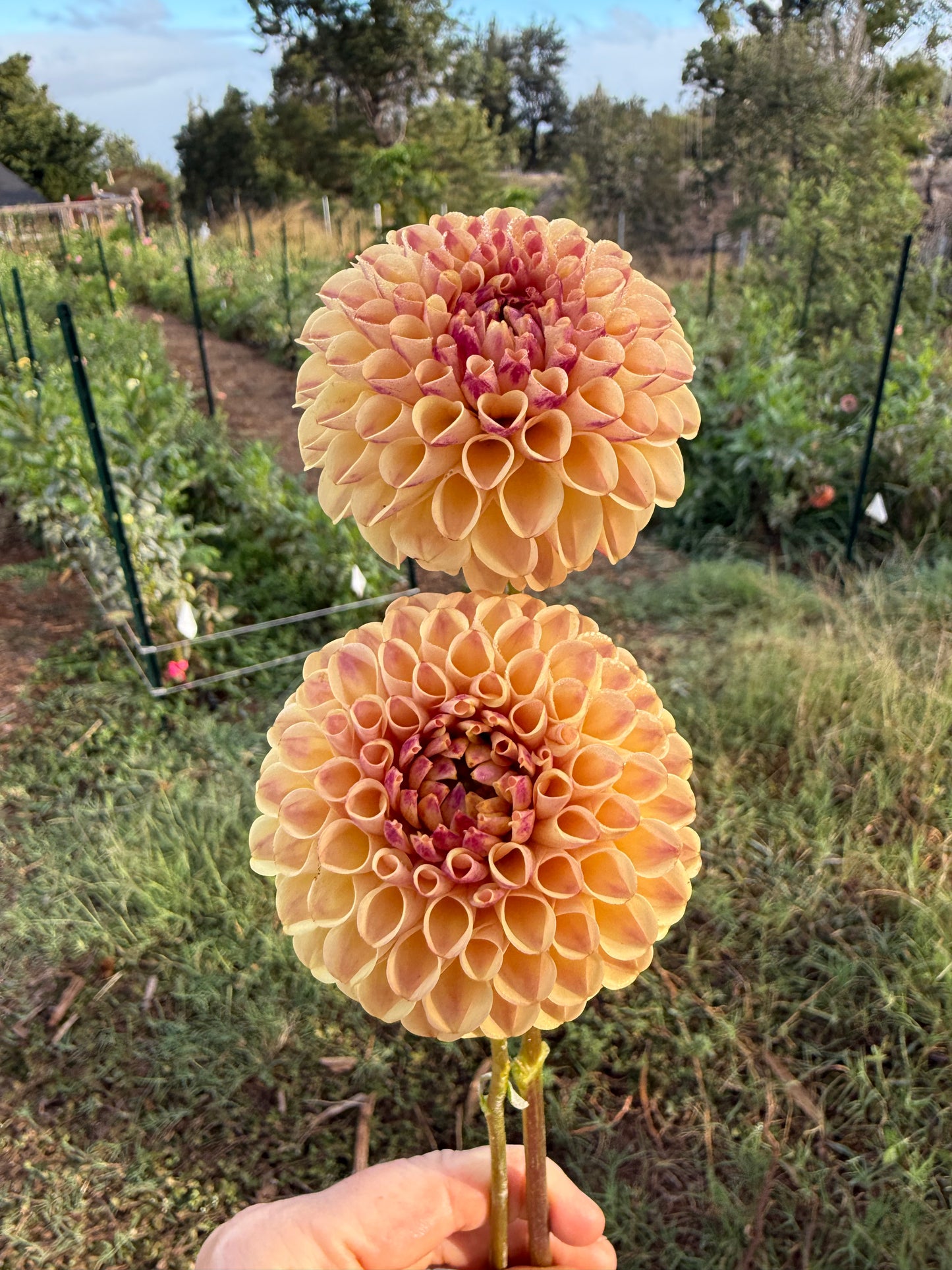 DAHLIA FERNCLIFF SPICE