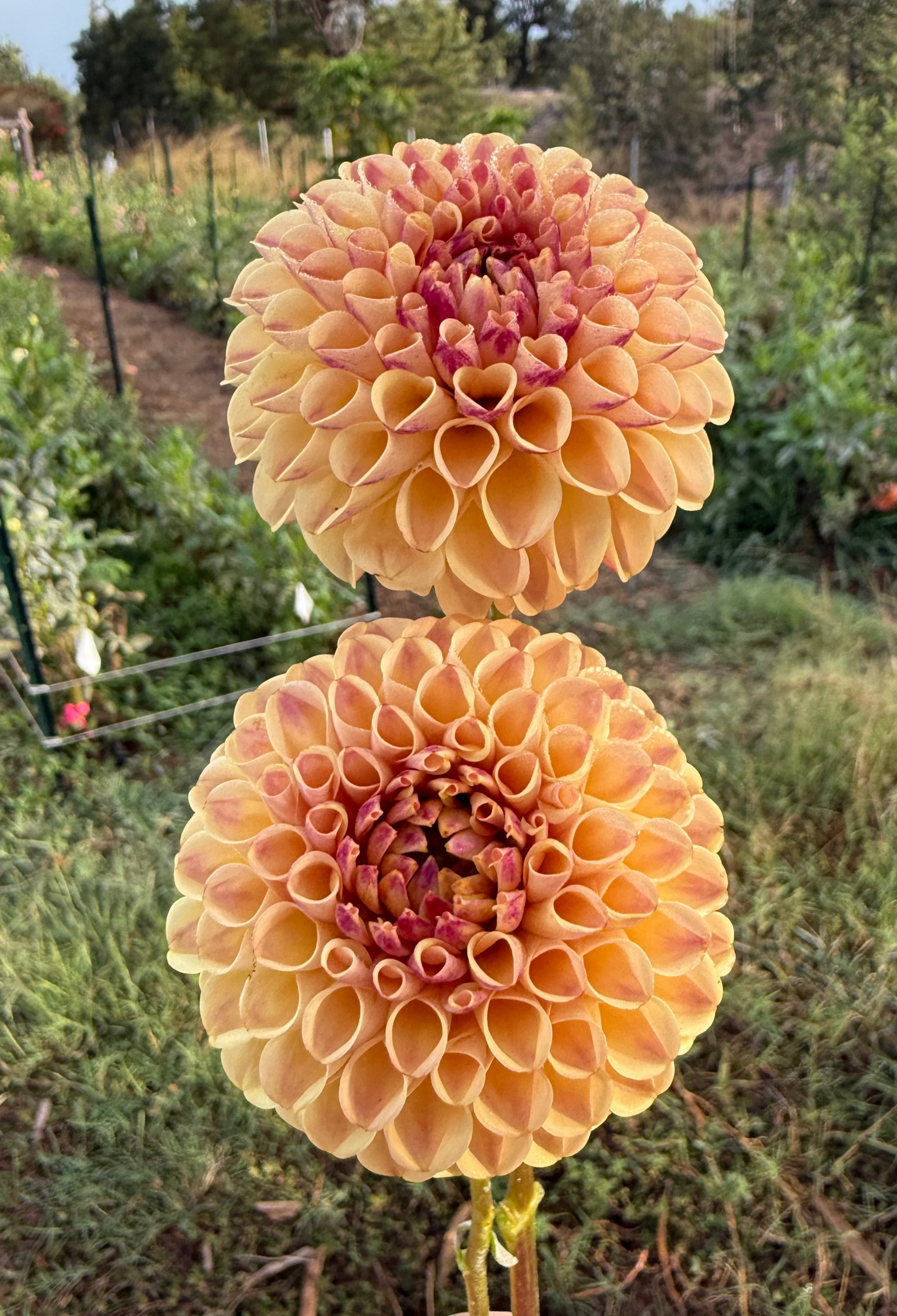 DAHLIA FERNCLIFF SPICE
