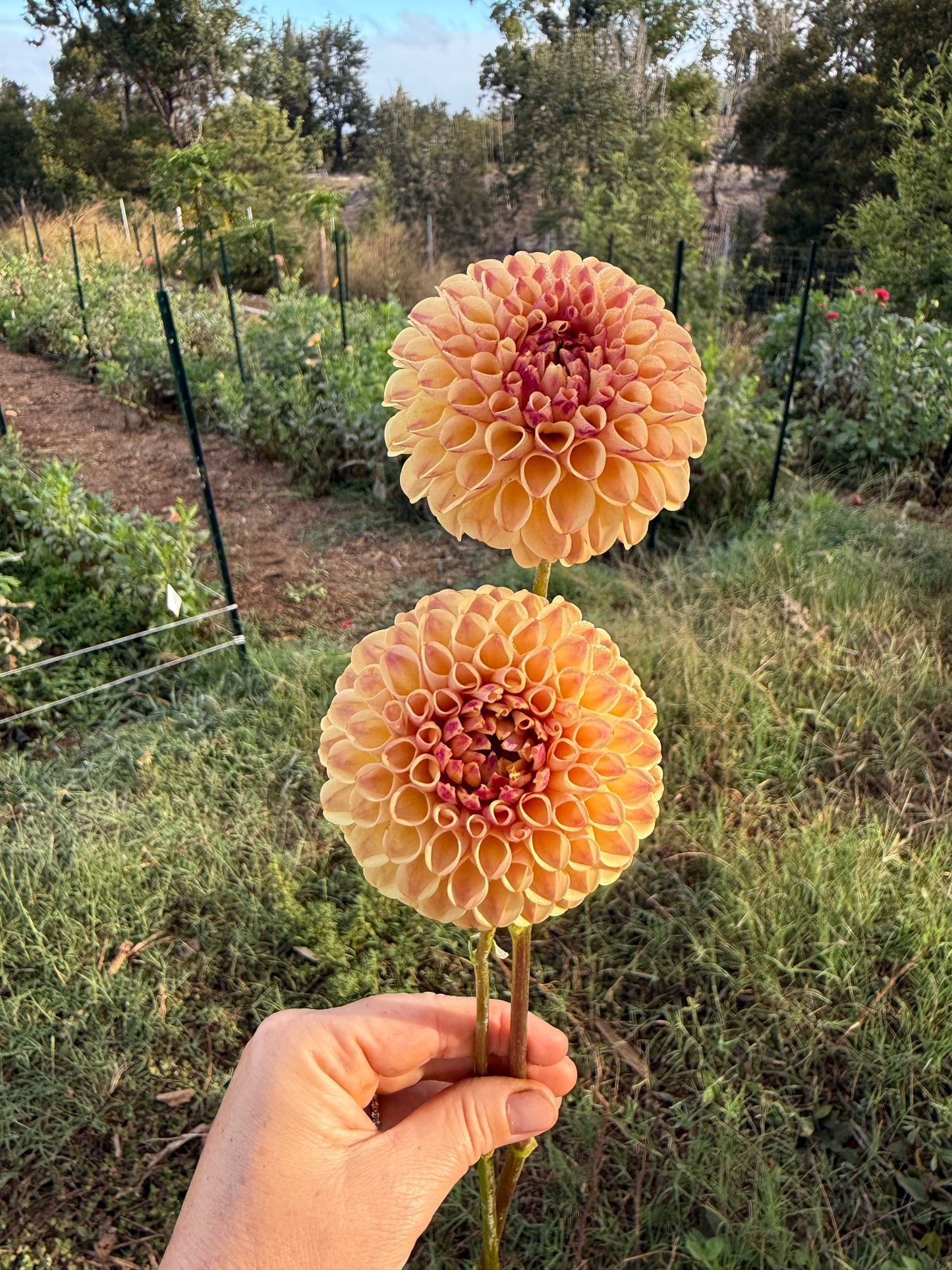 DAHLIA FERNCLIFF SPICE