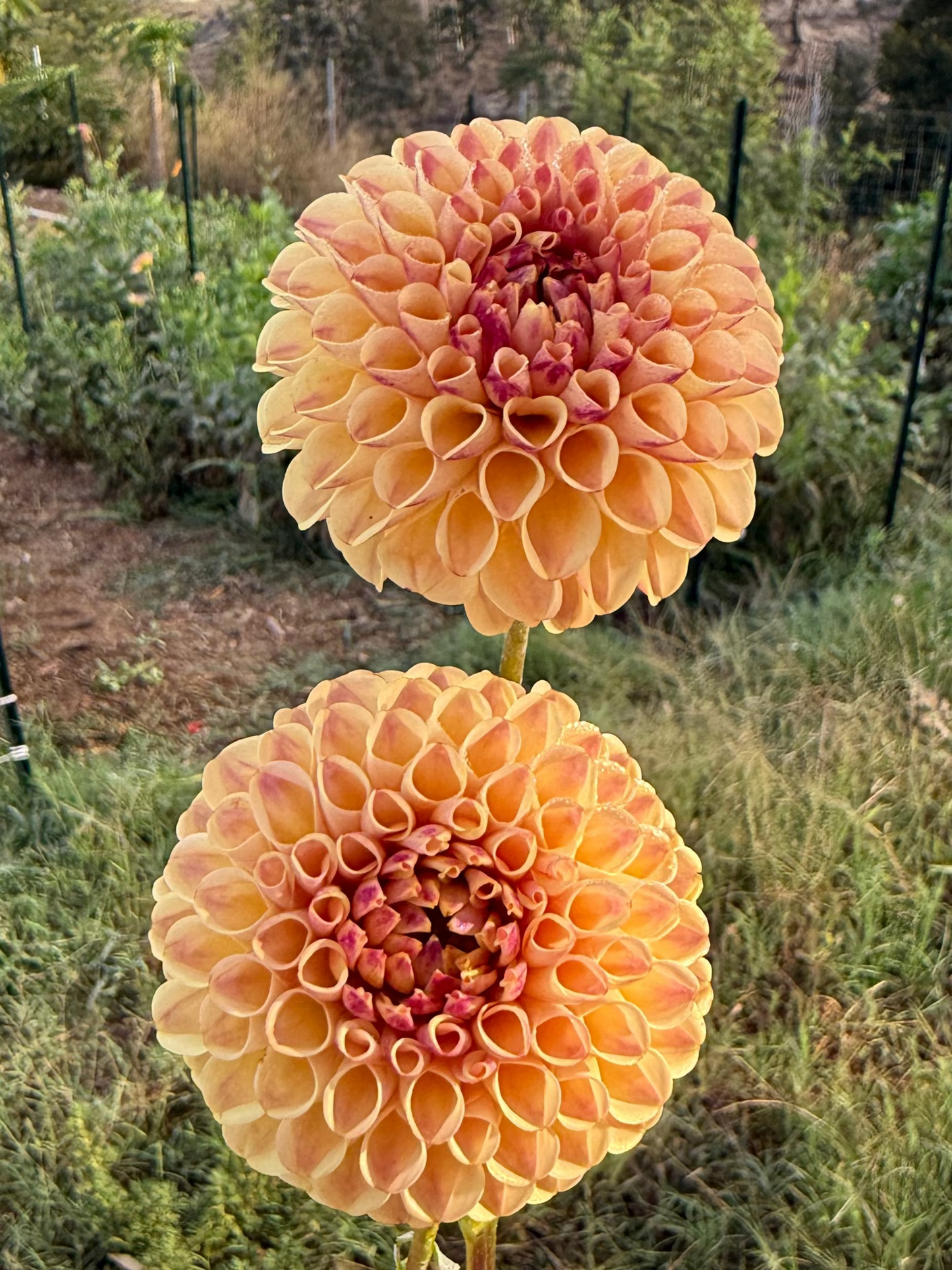 DAHLIA FERNCLIFF SPICE