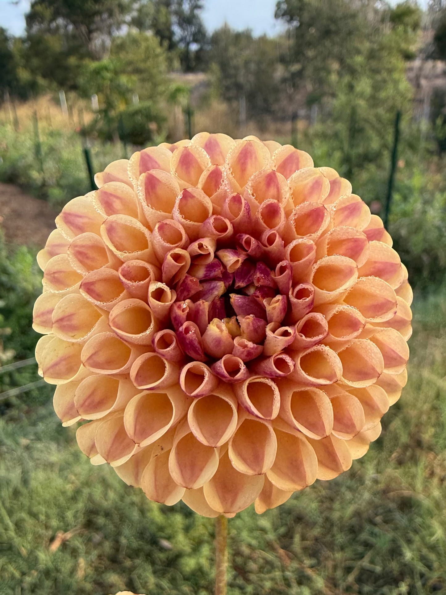 DAHLIA FERNCLIFF SPICE
