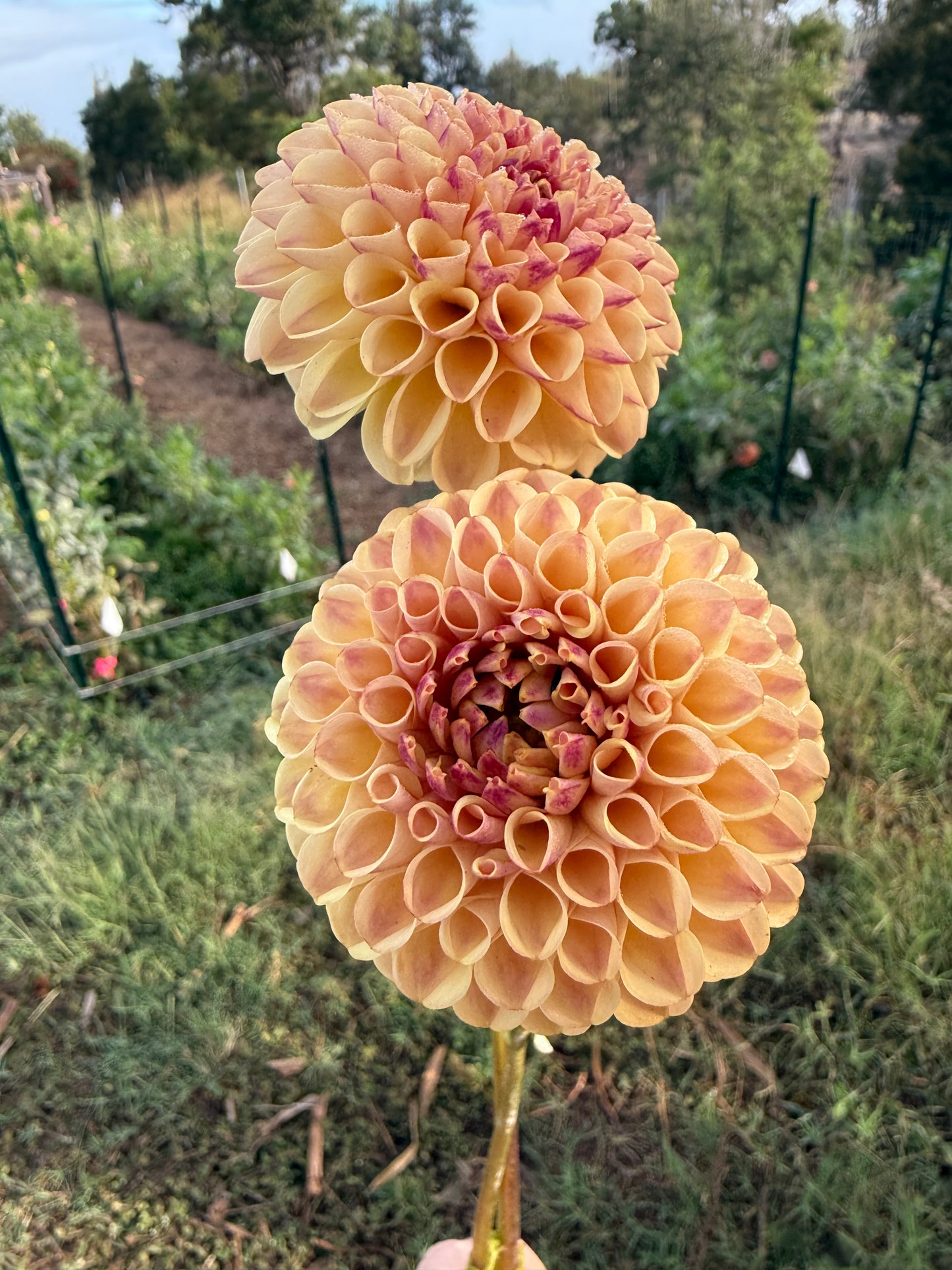 DAHLIA FERNCLIFF SPICE