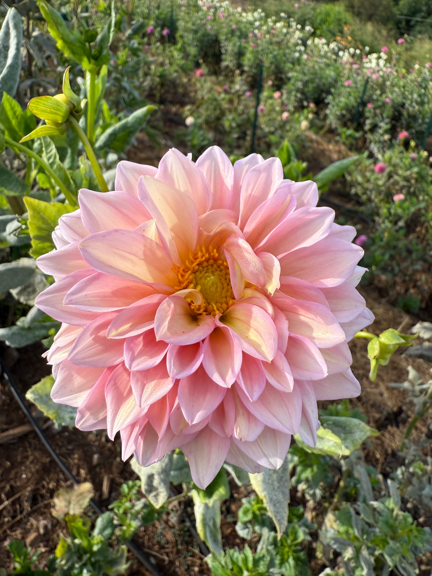 DAHLIA WESTERTON JHW