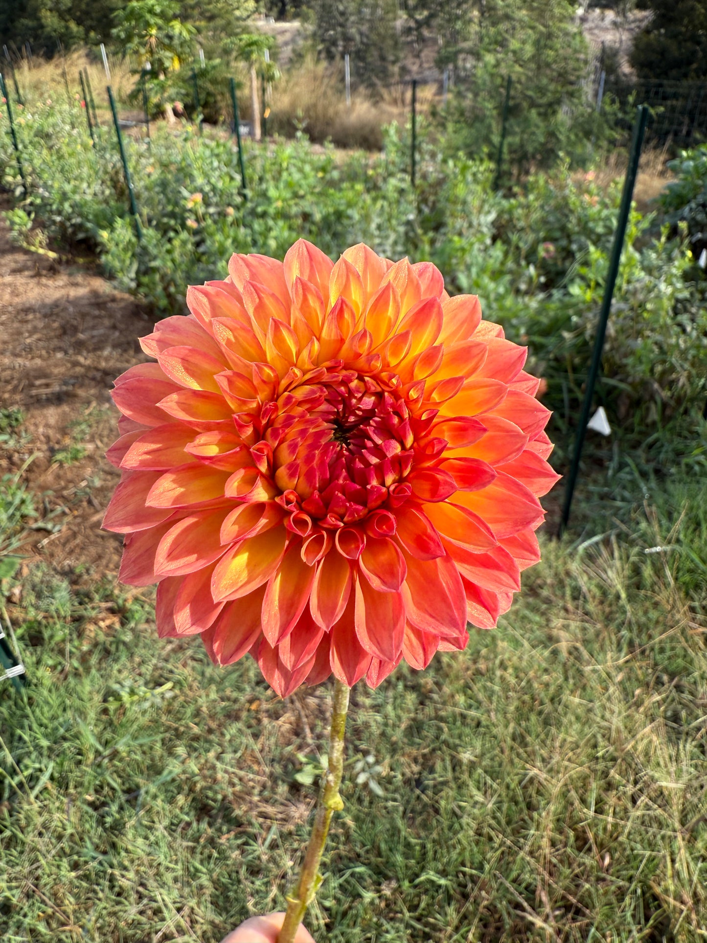 DAHLIA COMANO MORIDOR