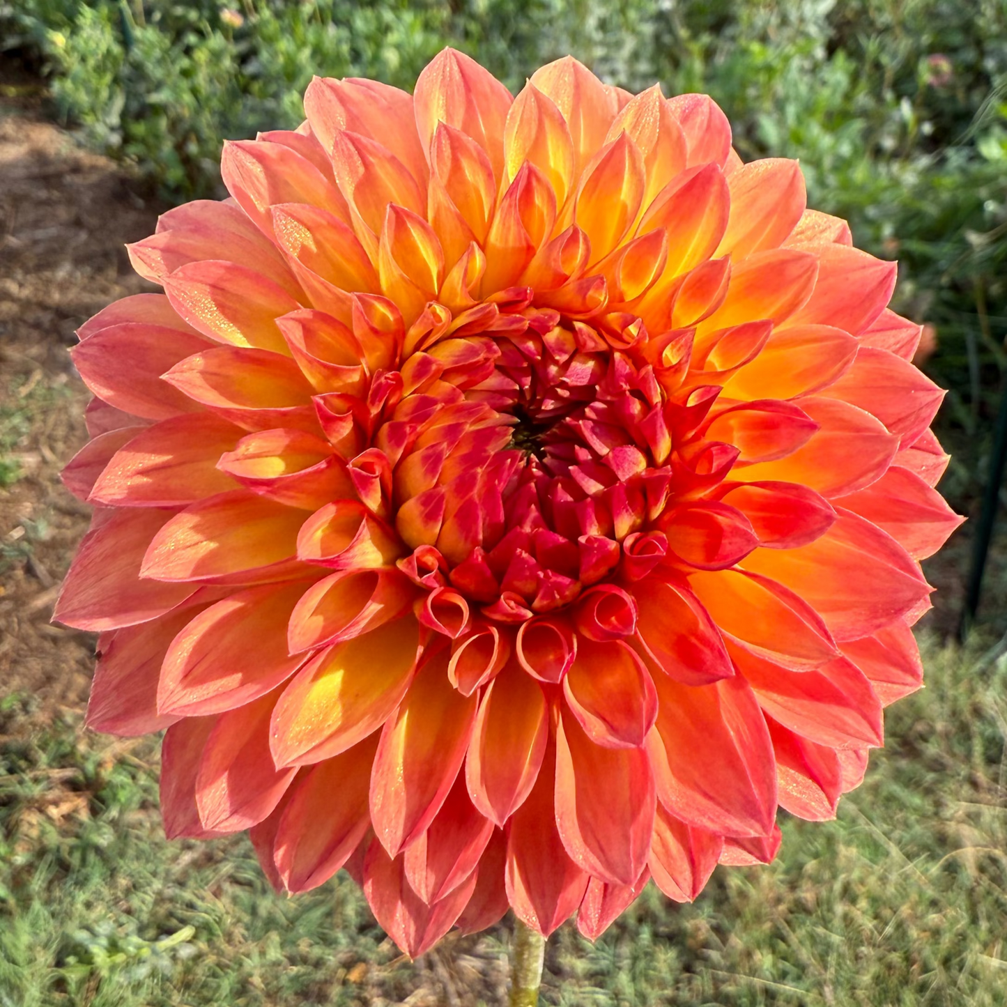 DAHLIA CAMANO MORDOR