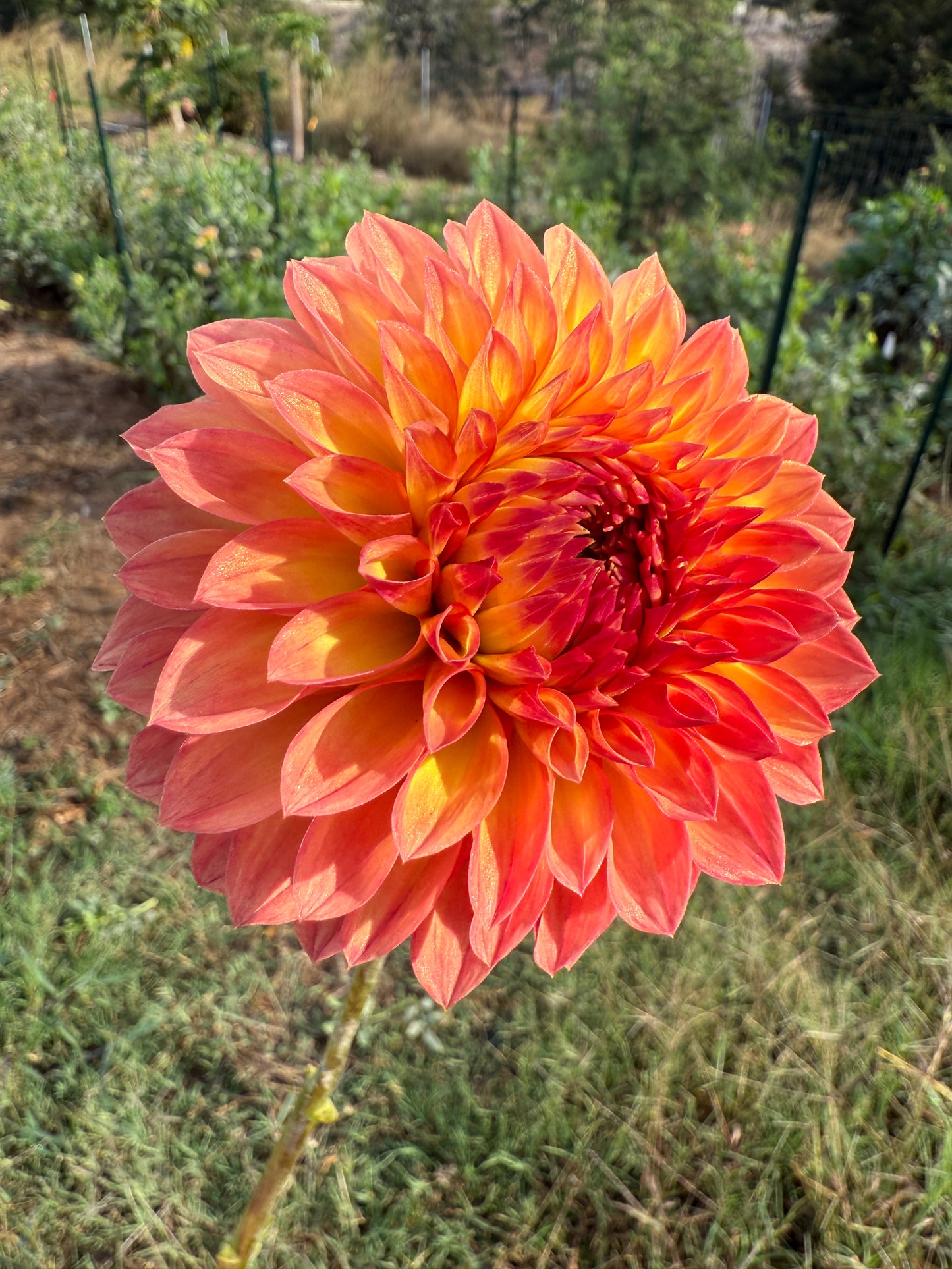 DAHLIA COMANO MORIDOR