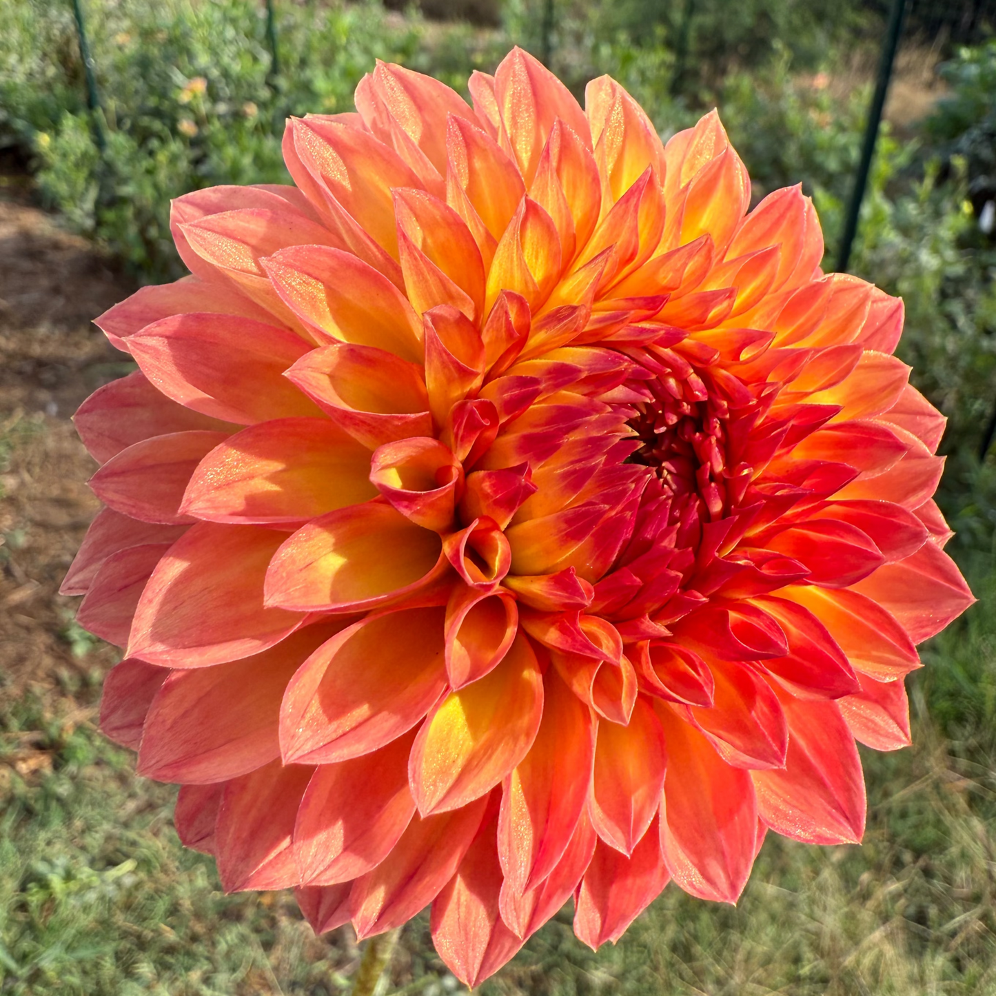 DAHLIA CAMANO MORDOR