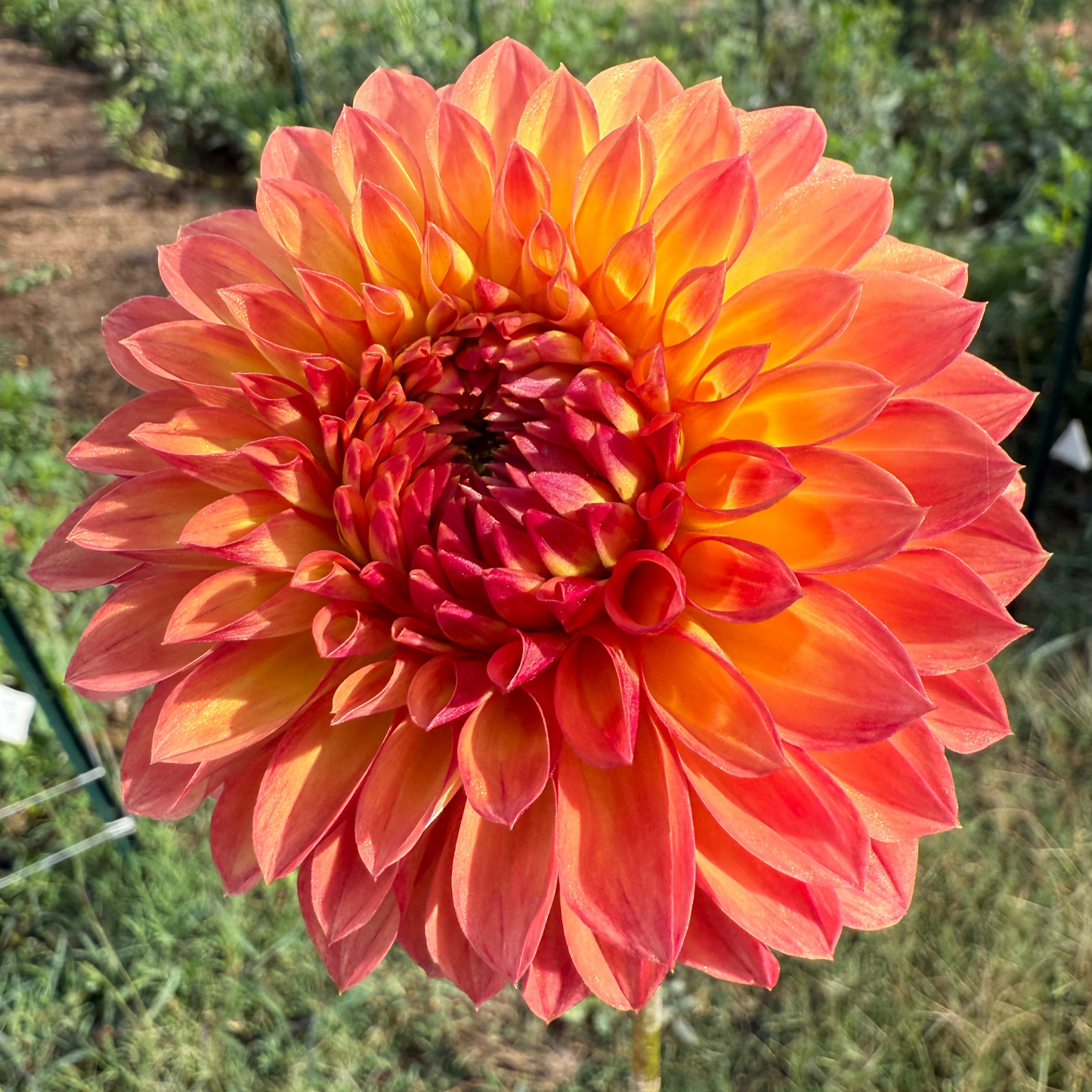 DAHLIA CAMANO MORDOR
